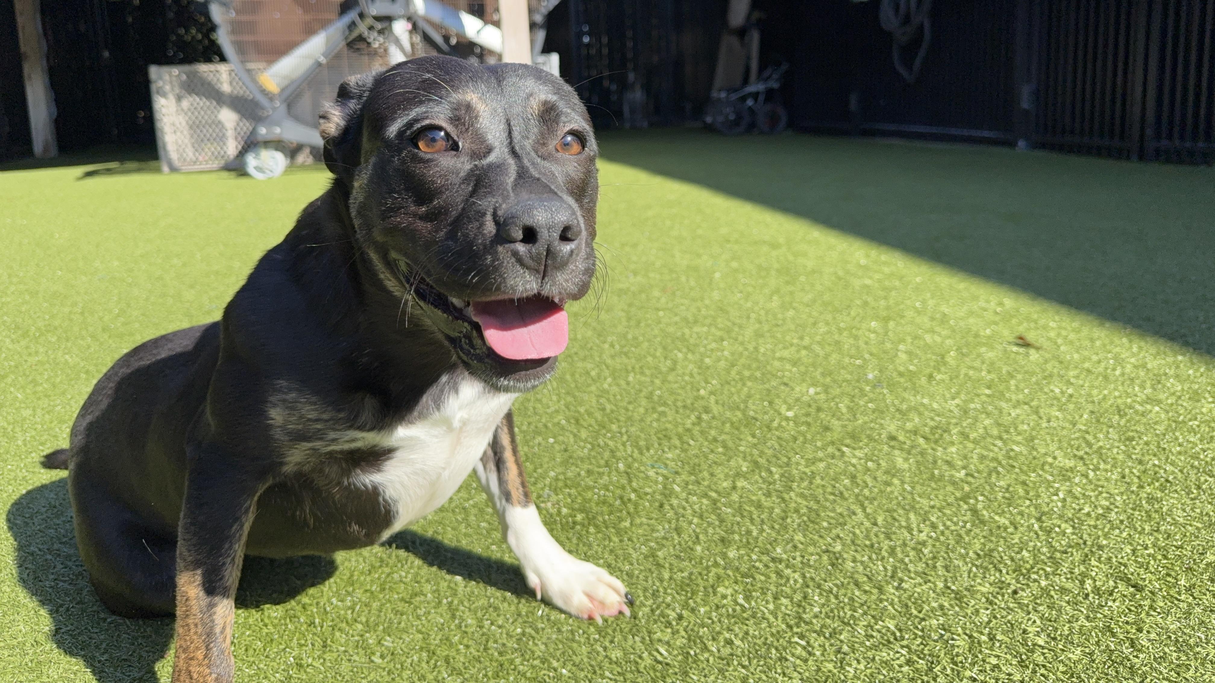 Enlarge SPIRIT, an adoptable mixed breed in Ridgeland, SC image 2/4