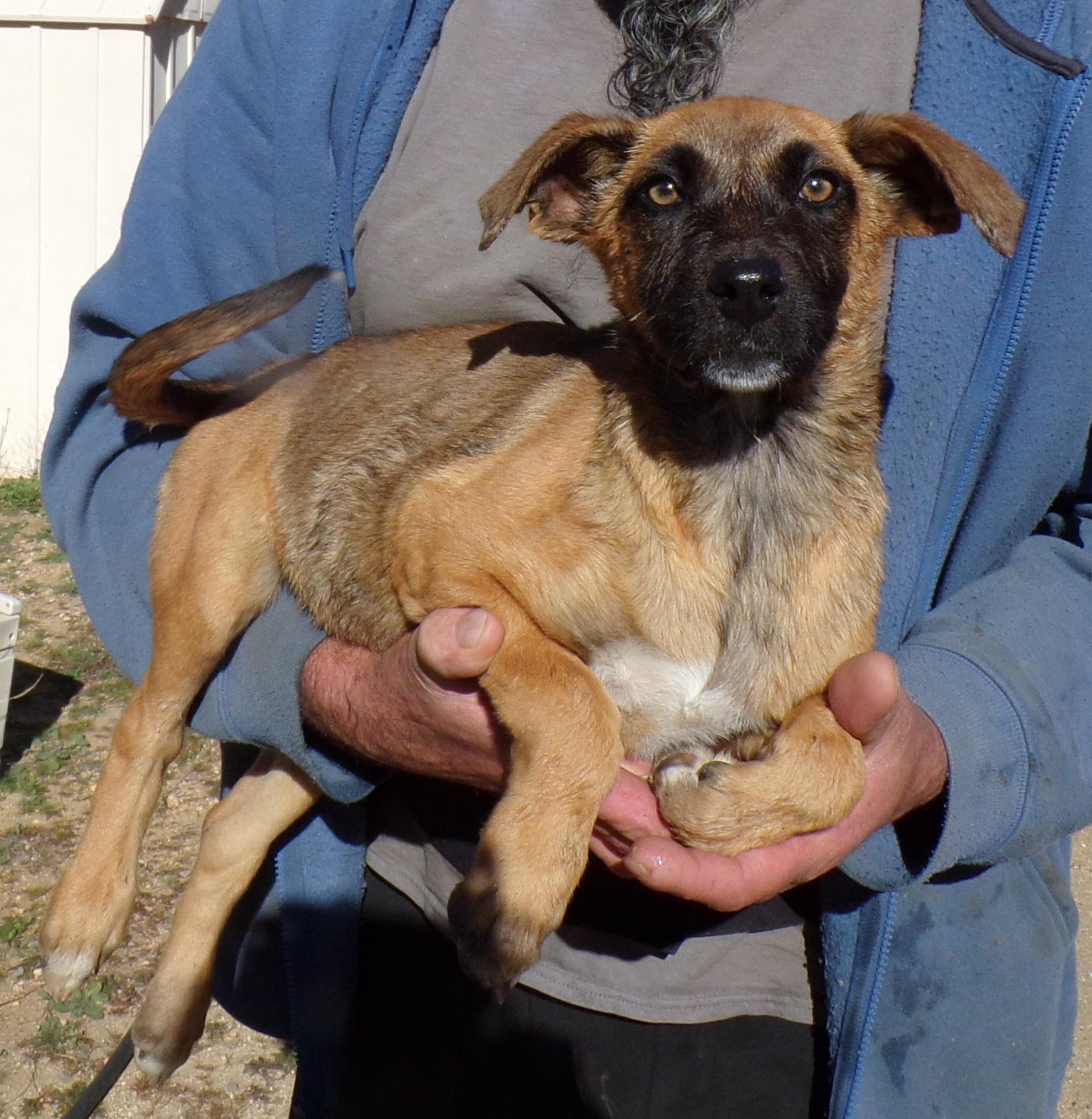 TRACY, ADOPTABLE, Puppy Female Shepherd & Labrador Retriever.