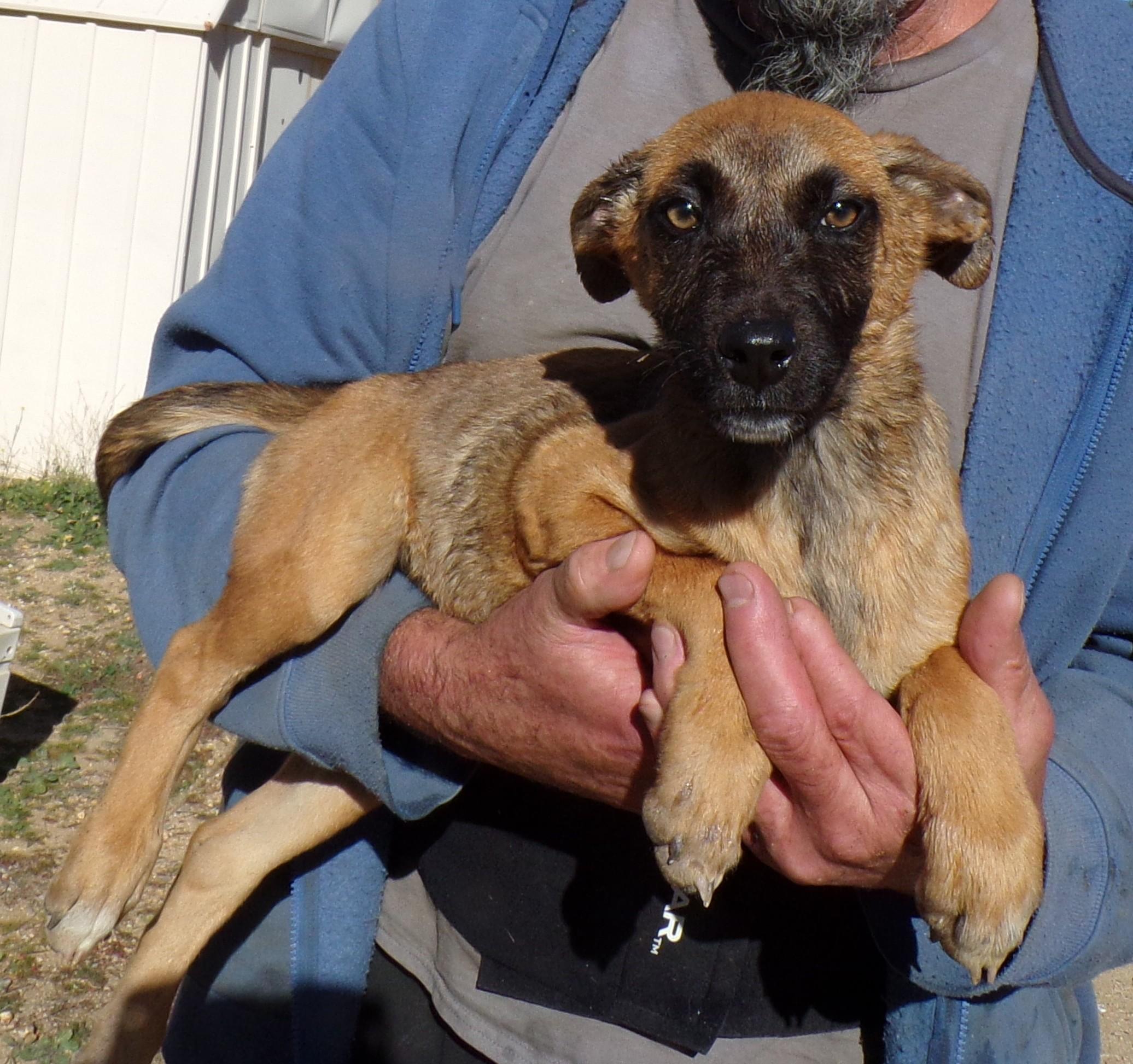 Enlarge TRACY, a ADOPTABLE mixed breed in Corona, CA image 3/3