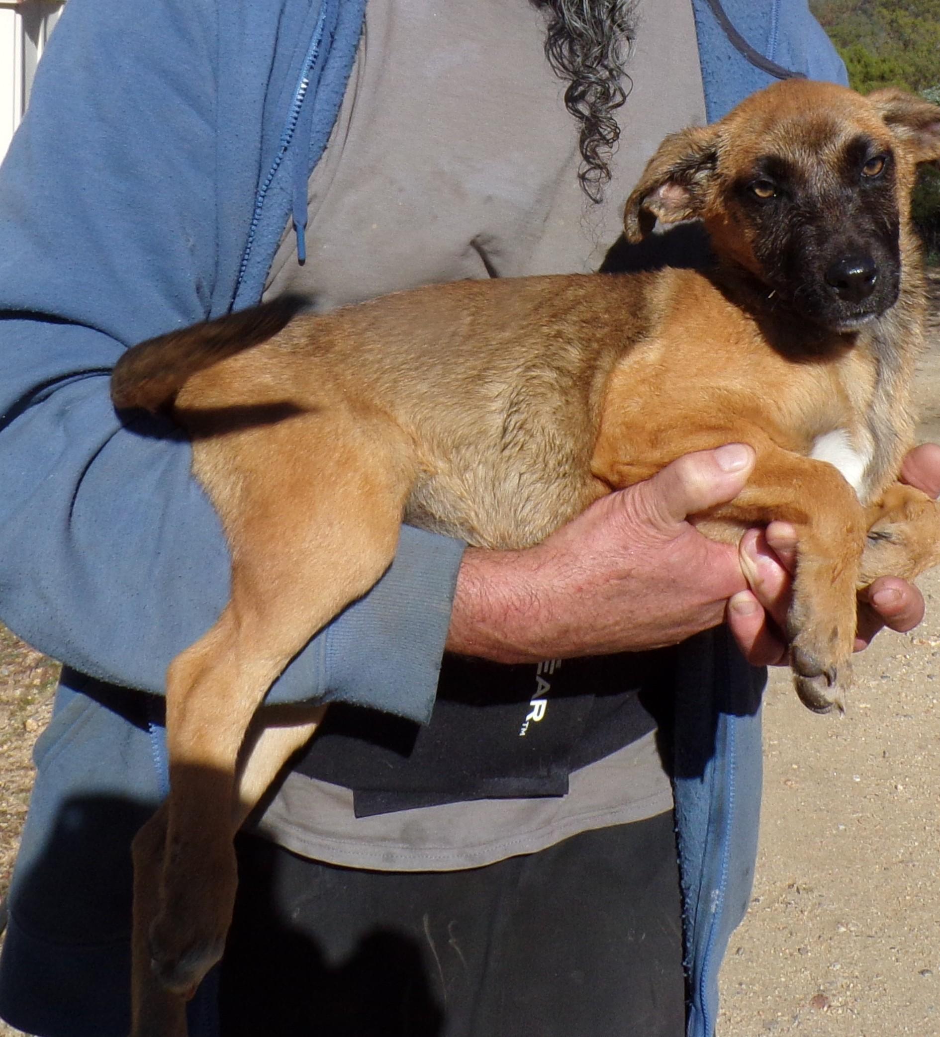 Enlarge TRACY, a ADOPTABLE mixed breed in Corona, CA image 2/3