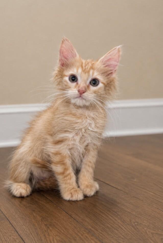 Enlarge Alchemy -Preadoption ONLY, a Adoptable Domestic Medium Hair in Chilliwack, BC image 1/1