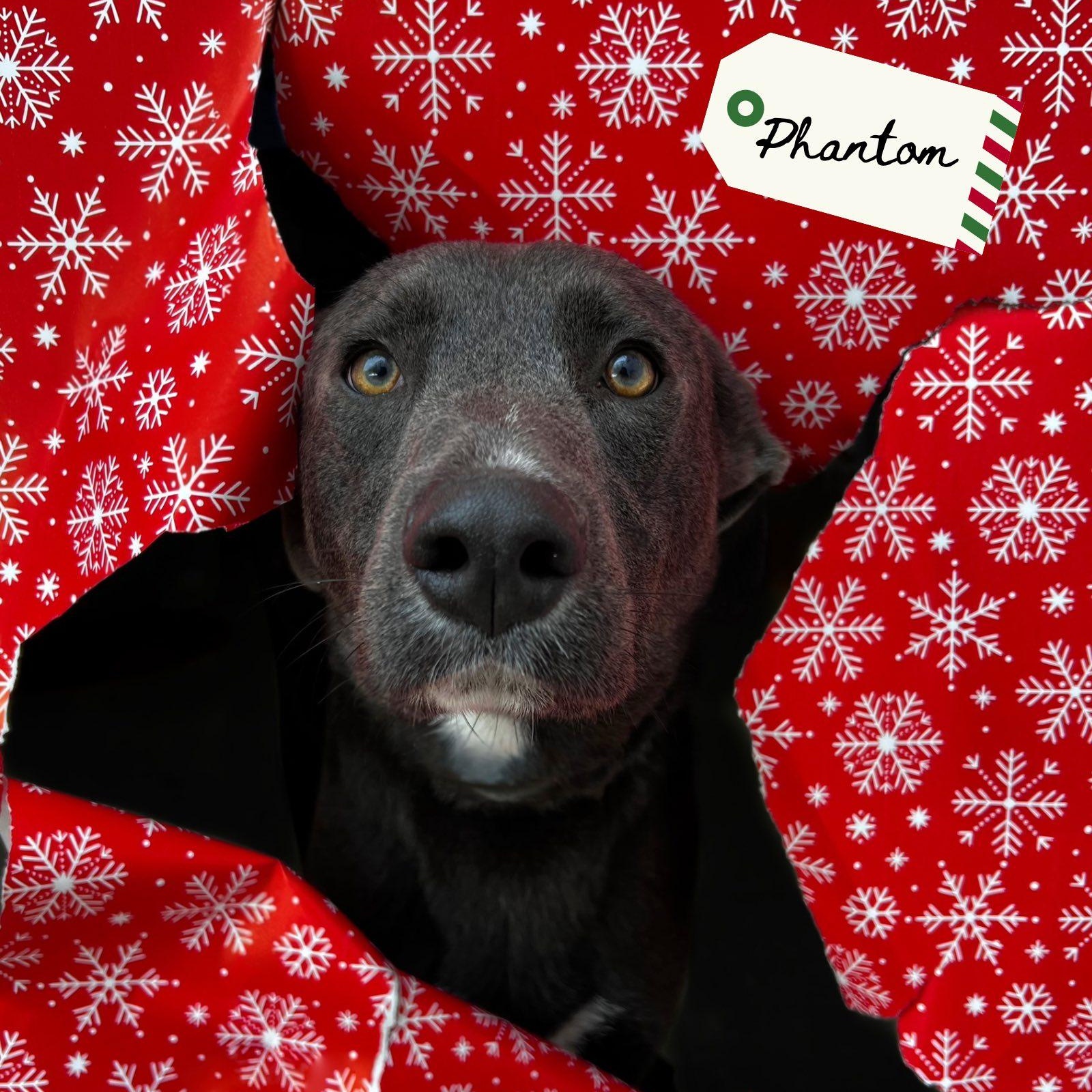 Phantom, adopted, Adult Male Labrador Retriever.