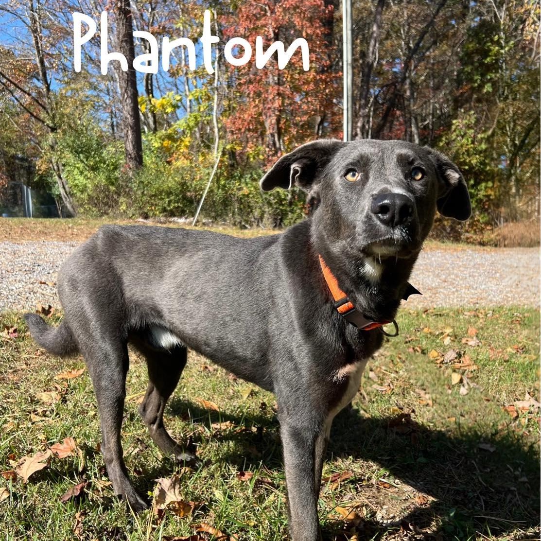 Phantom, an adopted mixed breed in Pearisburg, VA image 2/2