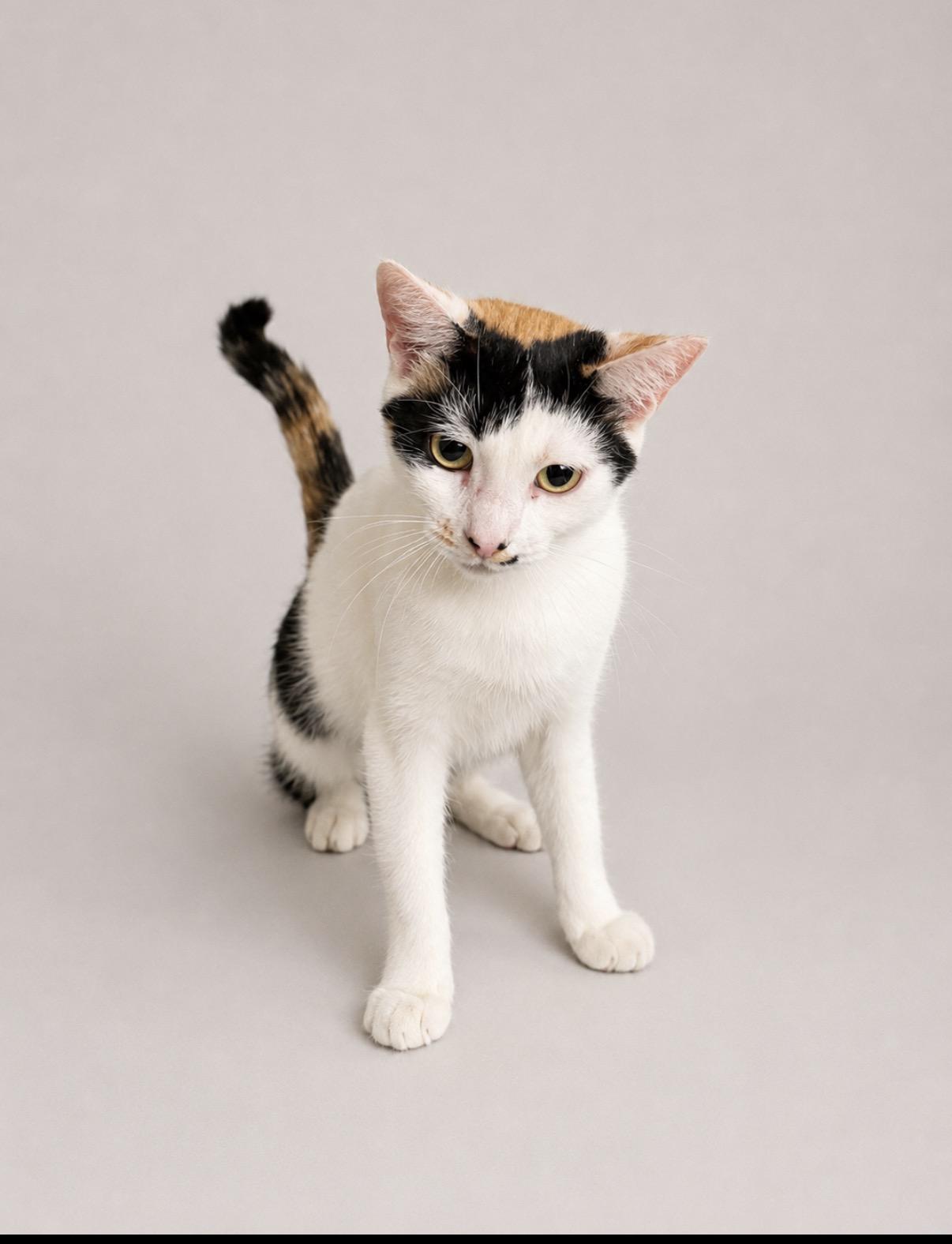 Didi, a Adoptable American Shorthair in Jersey City, NJ image 4/6