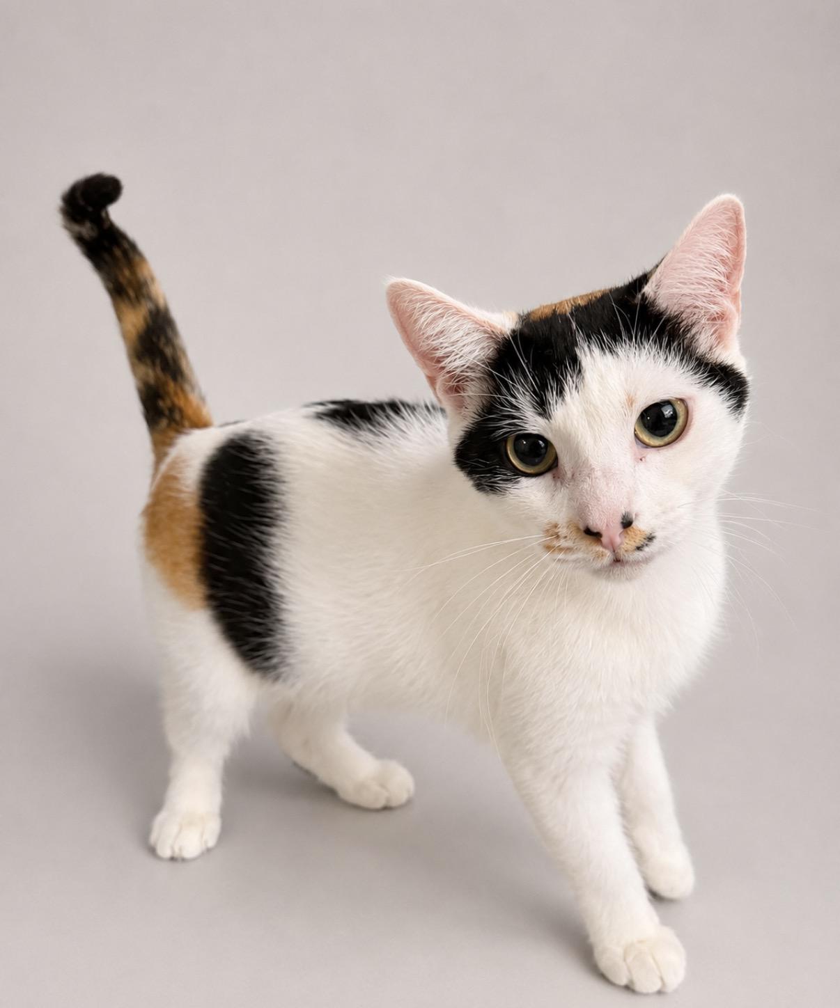 Didi, Adoptable, Young Female American Shorthair.