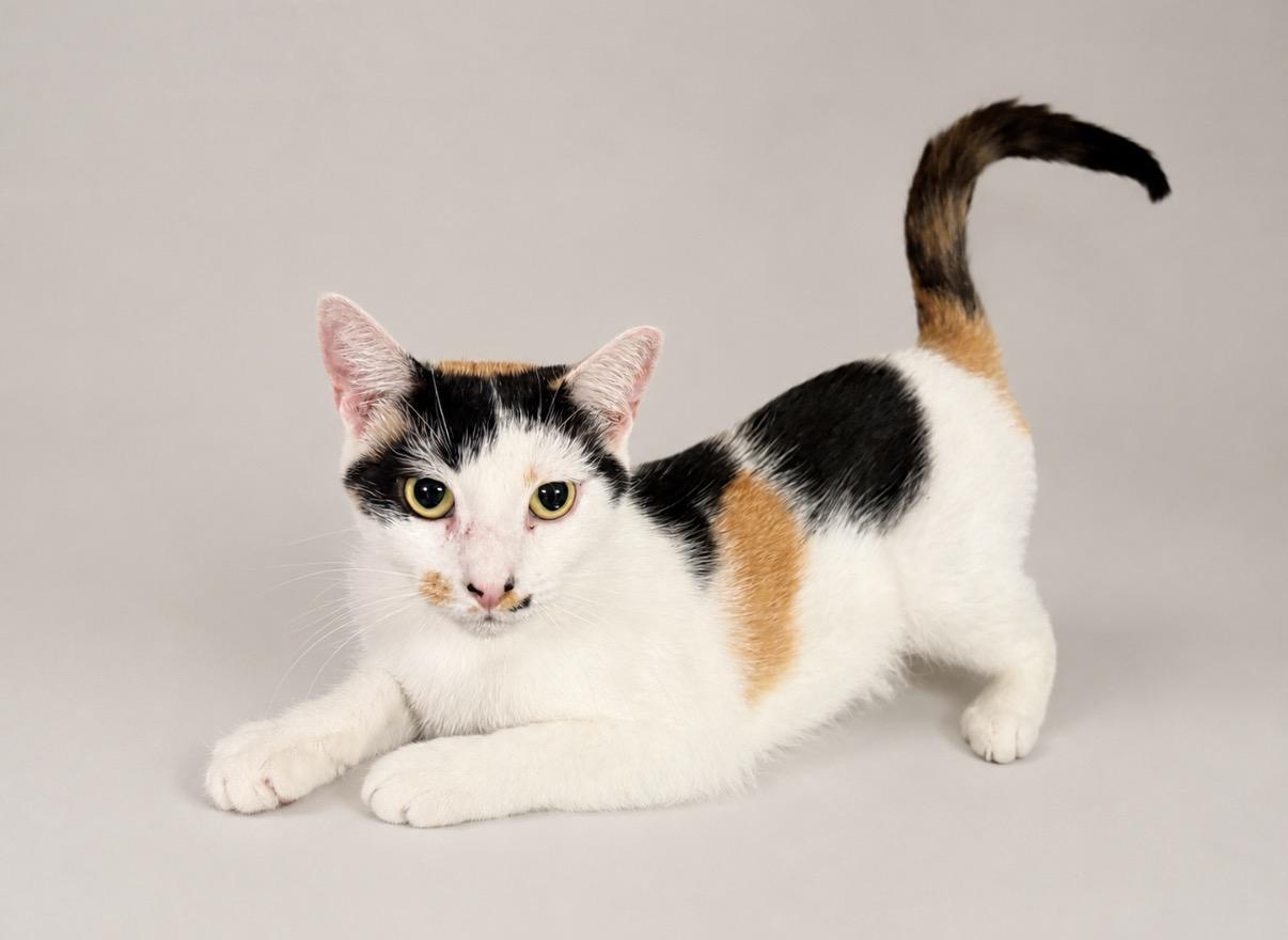 Didi, a Adoptable American Shorthair in Jersey City, NJ image 3/6