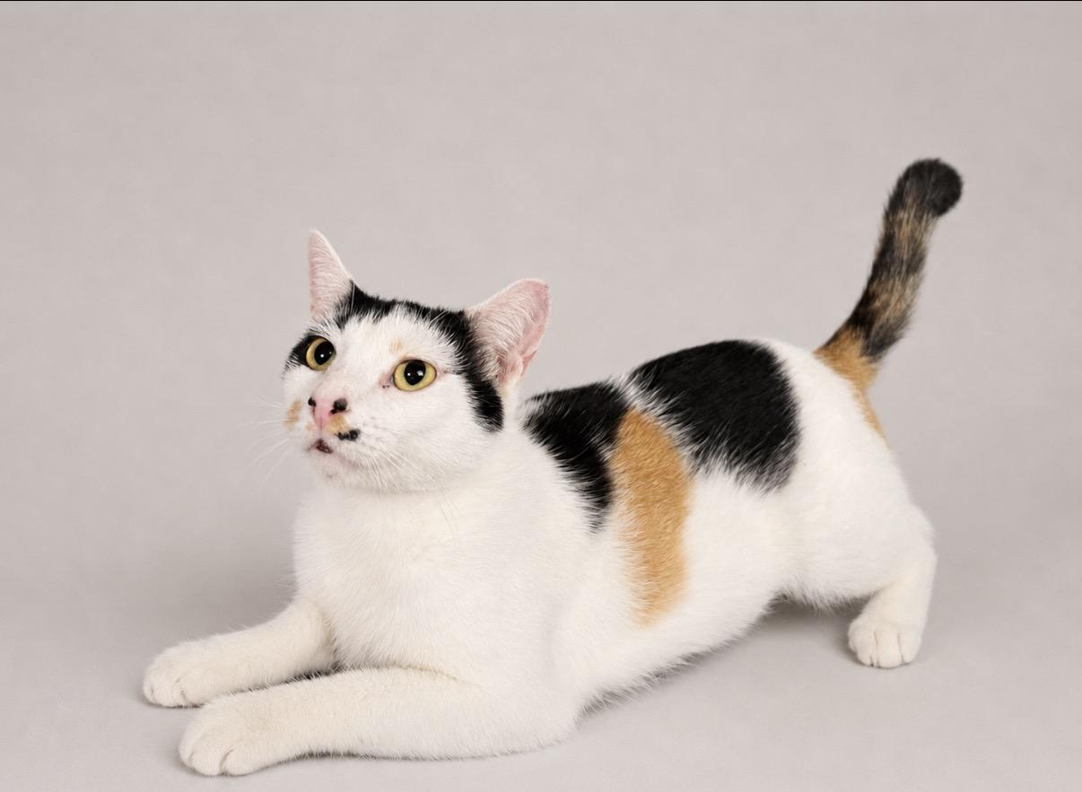 Didi, a Adoptable American Shorthair in Jersey City, NJ image 2/6