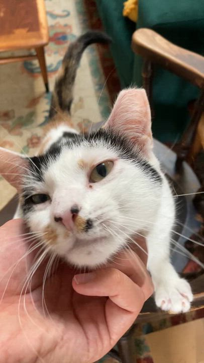 Enlarge Didi, a Adoptable American Shorthair in Jersey City, NJ video 6/6