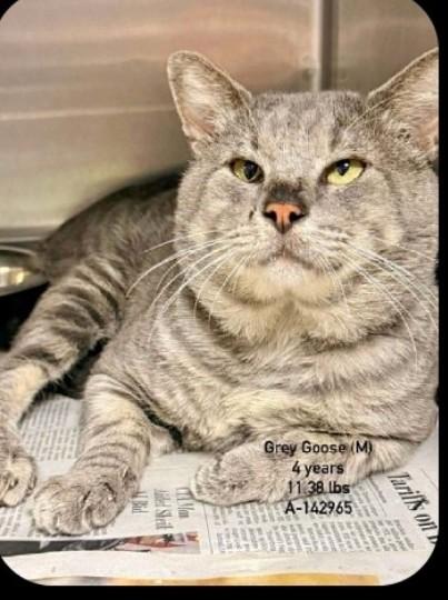 Goose - Sweet and affectionate, a Adoptable Domestic Short Hair in Muskego, WI image 3/3