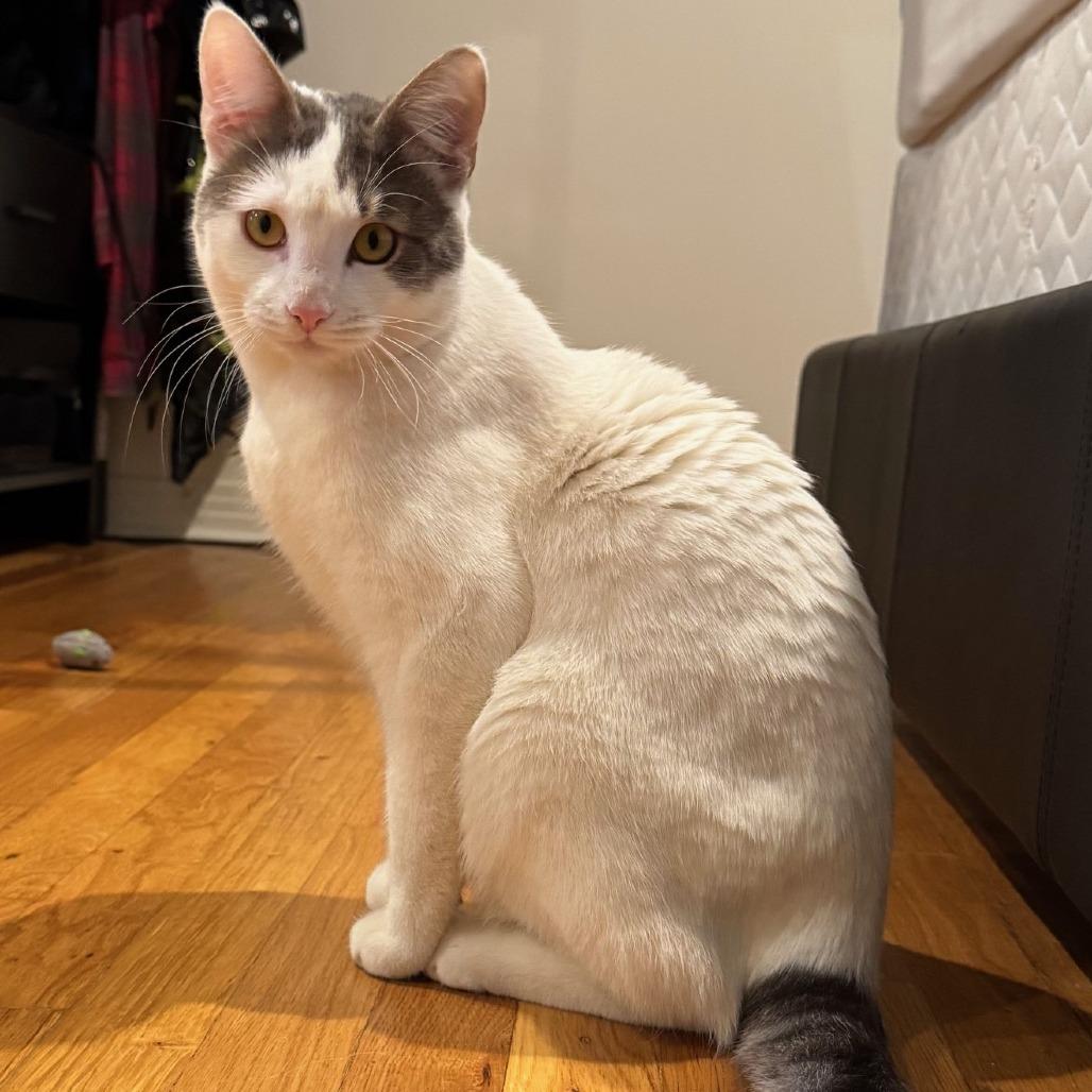 Alonzo — thumbnail 2