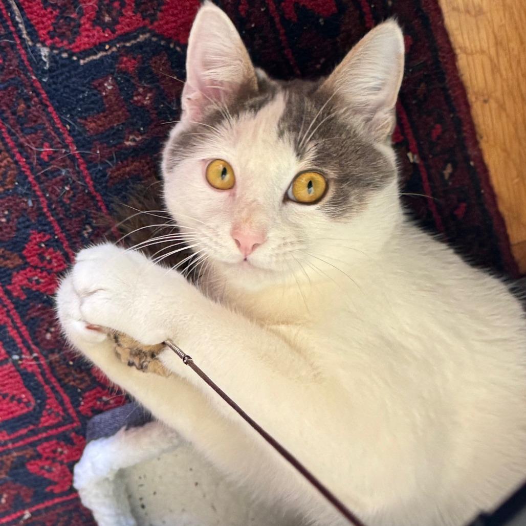 Alonzo — thumbnail 3