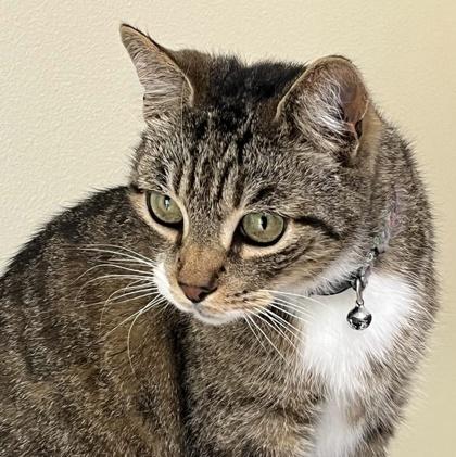 Baxter, Adoptable, Adult Male Domestic Short Hair & Domestic Short Hair.