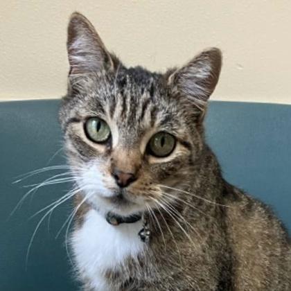Baxter, Adoptable, Adult Male Domestic Short Hair & Domestic Short Hair.