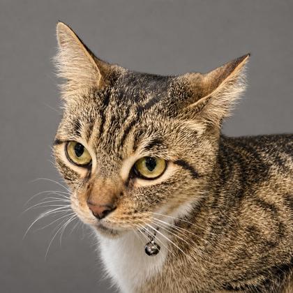 Enlarge Baxter, a Adoptable mixed breed in Burlington, WA image 2/2