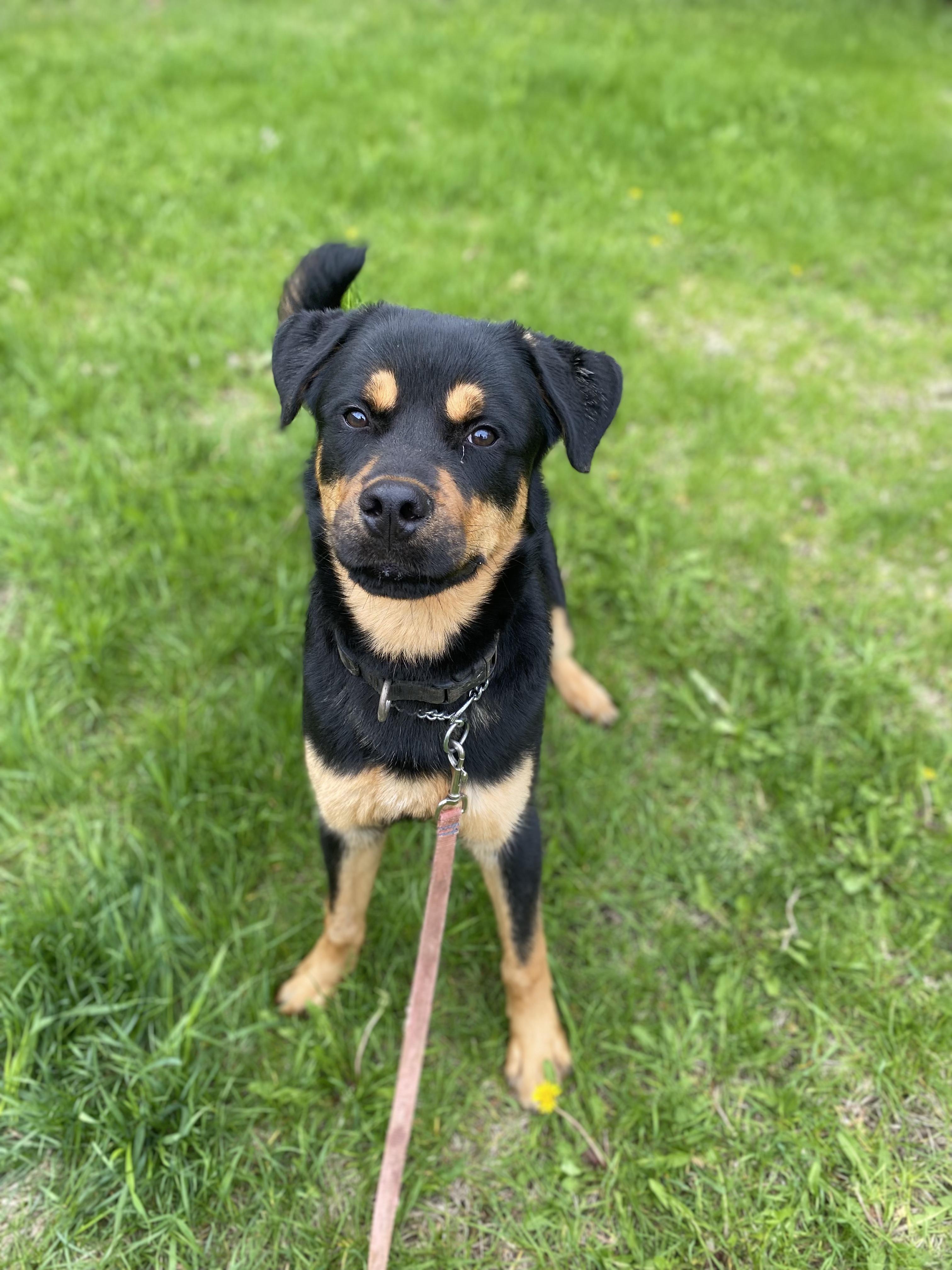 Bruce, a ADOPTABLE mixed breed in Vaudreuil-Dorion, QC image 6/6