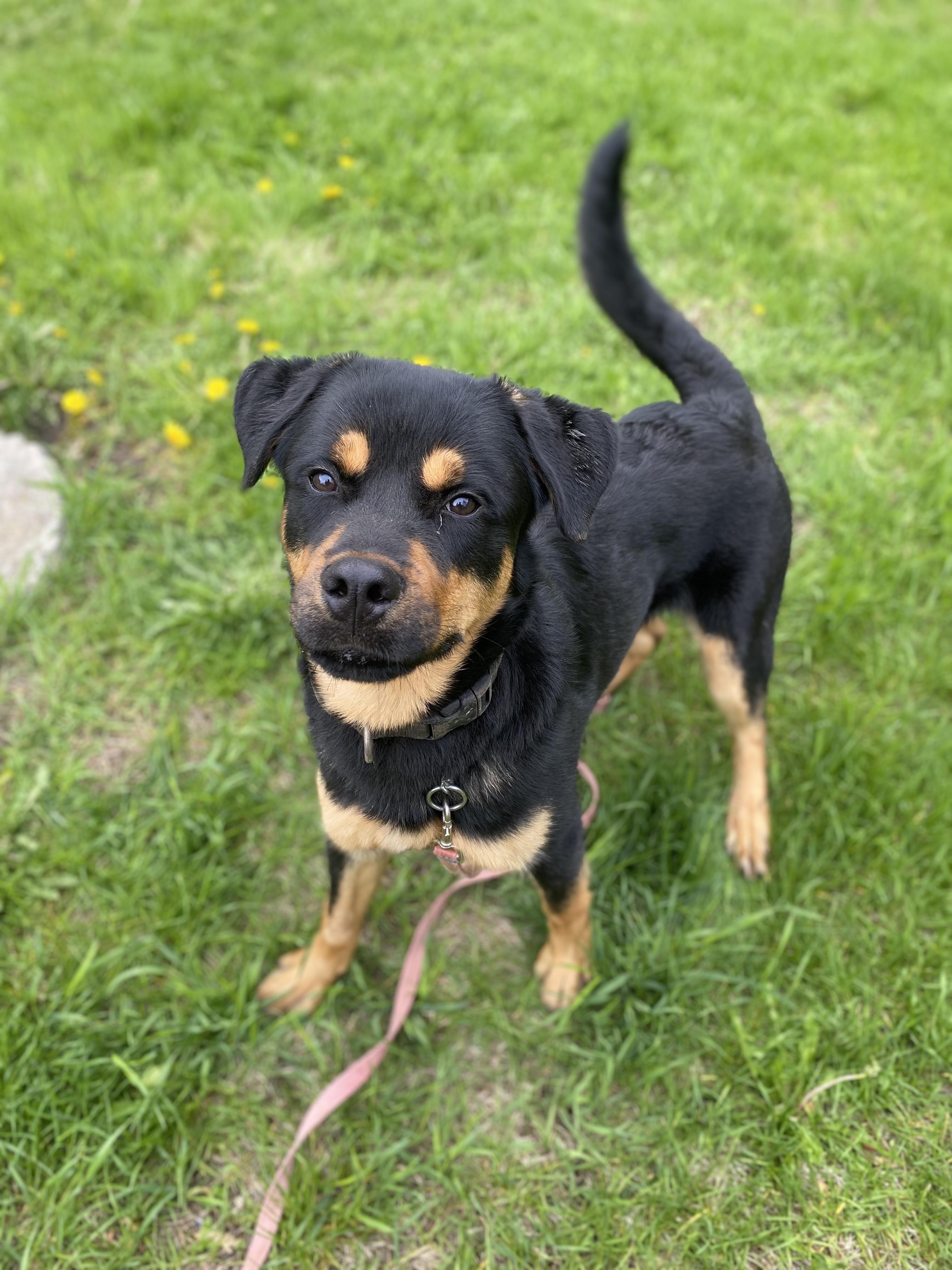 Bruce, a ADOPTABLE mixed breed in Vaudreuil-Dorion, QC image 5/6