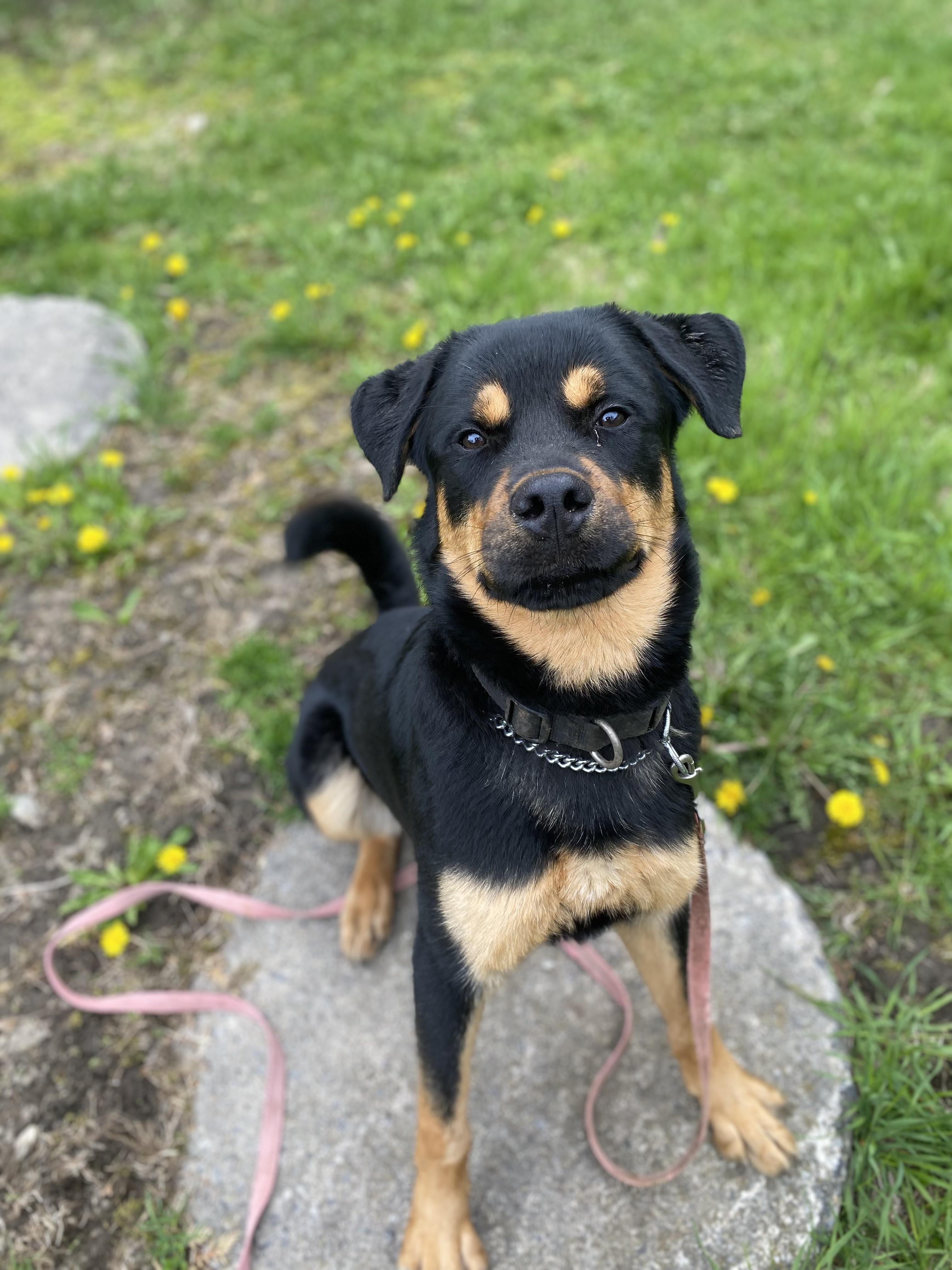 Bruce, a ADOPTABLE mixed breed in Vaudreuil-Dorion, QC image 1/6