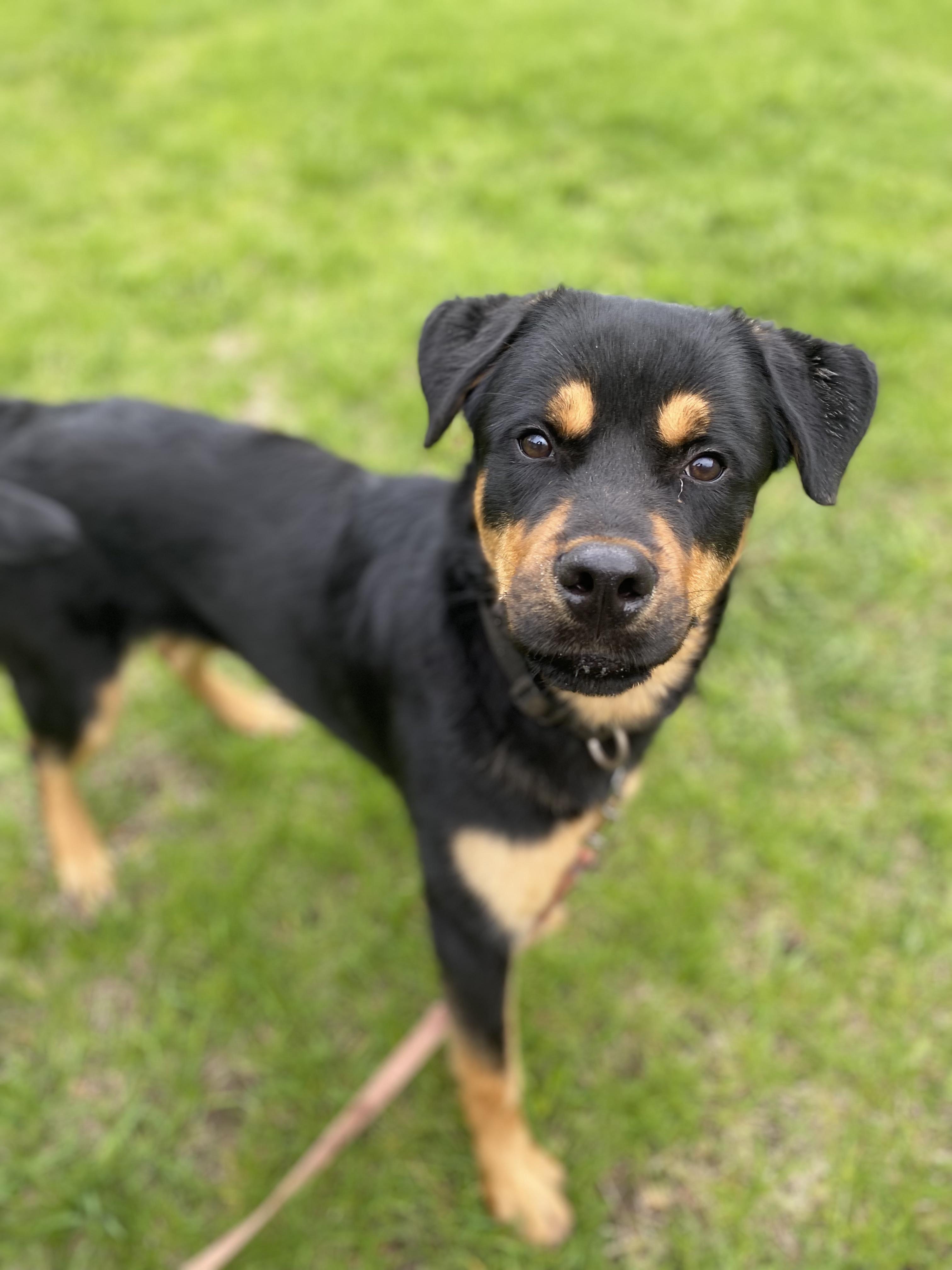 Bruce, a ADOPTABLE mixed breed in Vaudreuil-Dorion, QC image 2/6