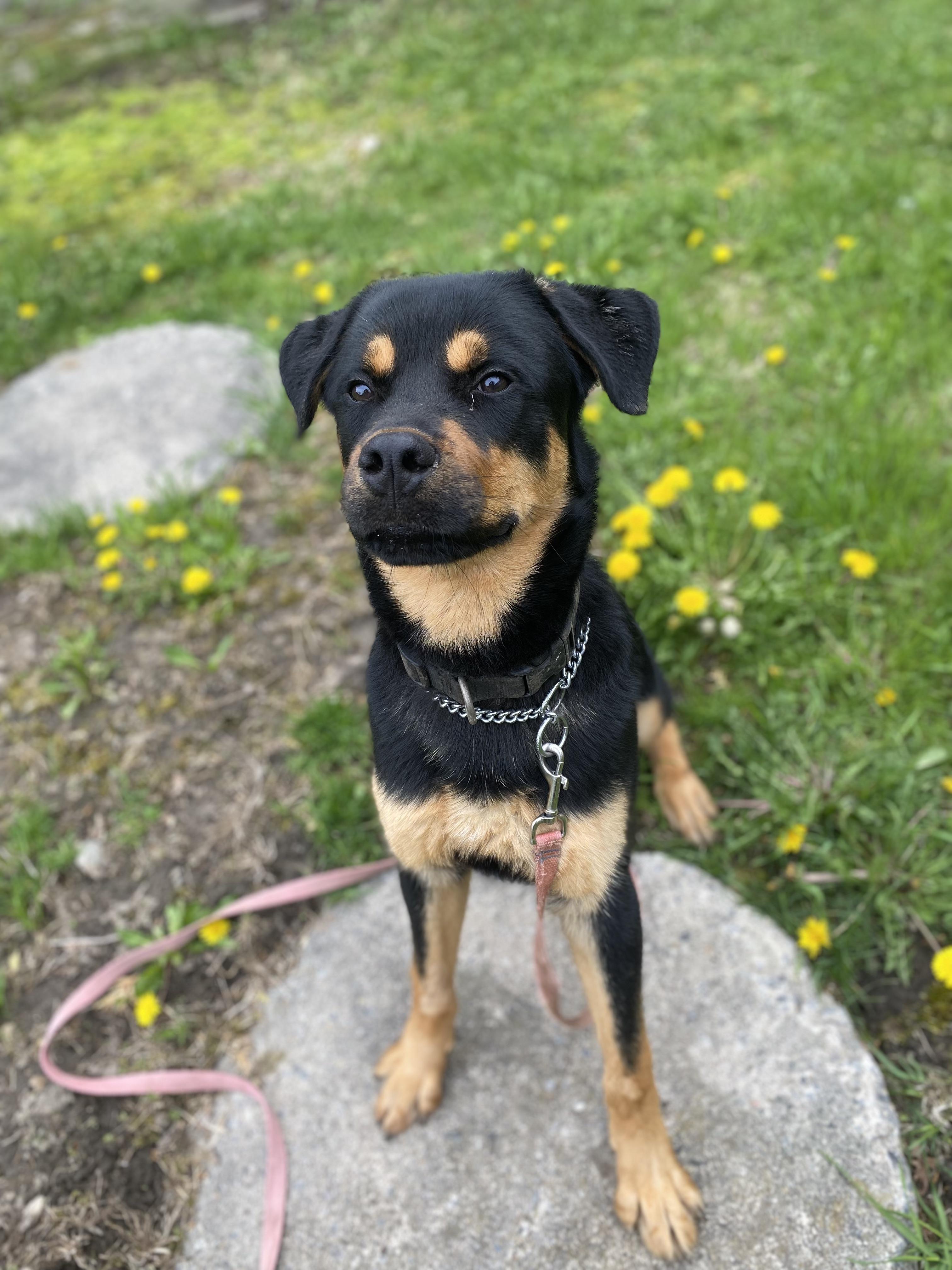 Bruce, a ADOPTABLE mixed breed in Vaudreuil-Dorion, QC image 3/6