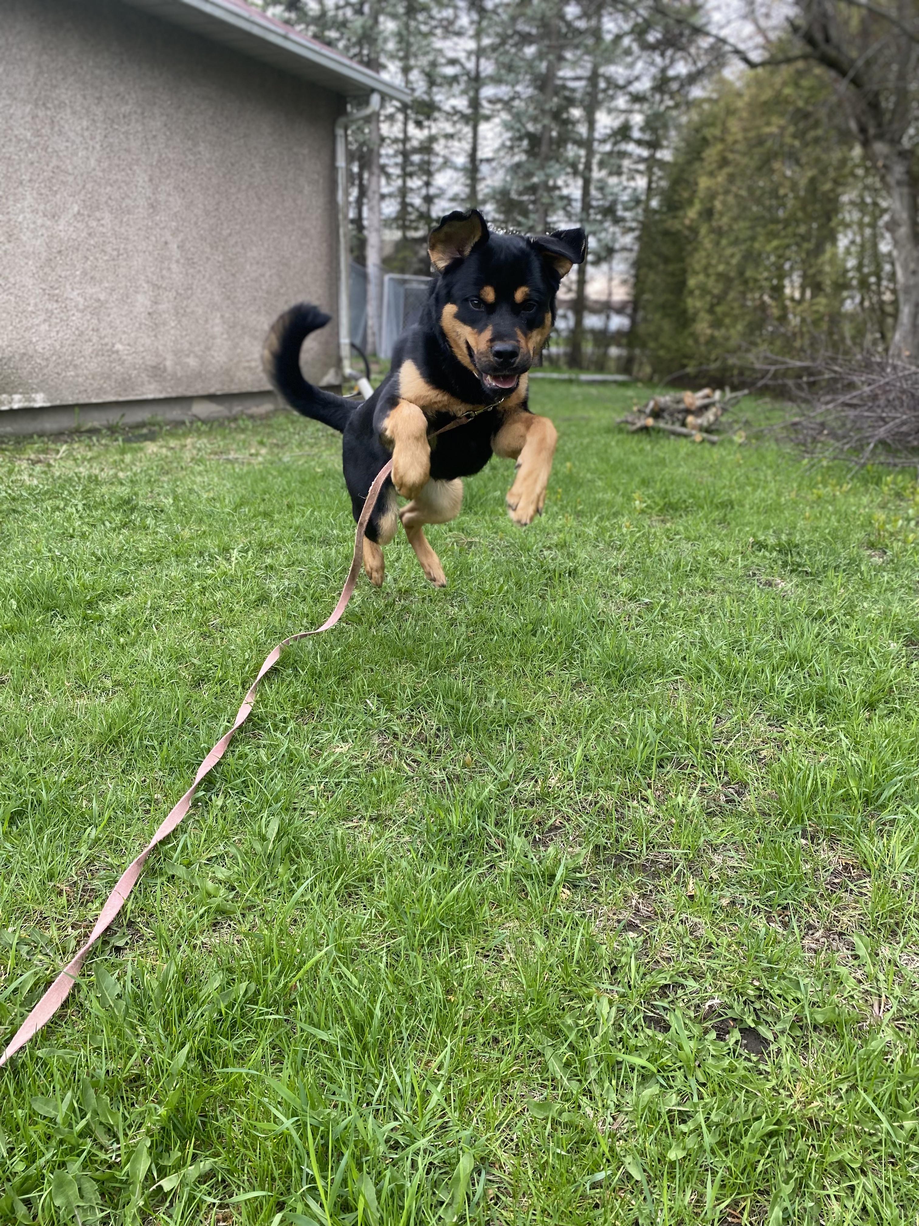 Bruce, a ADOPTABLE mixed breed in Vaudreuil-Dorion, QC image 4/6