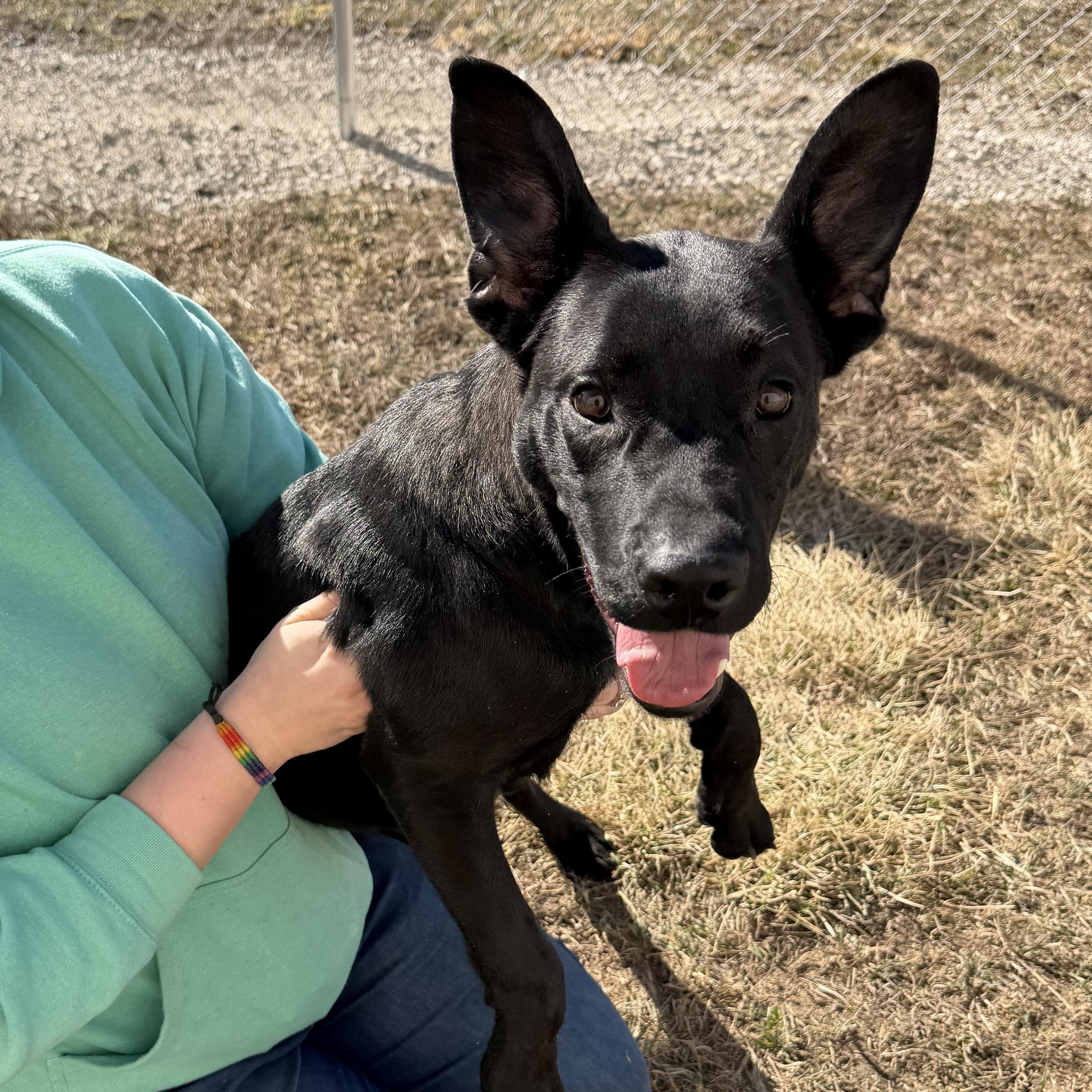 Enlarge Live Nation , a ADOPTABLE mixed breed in Clinton, IL image 4/5