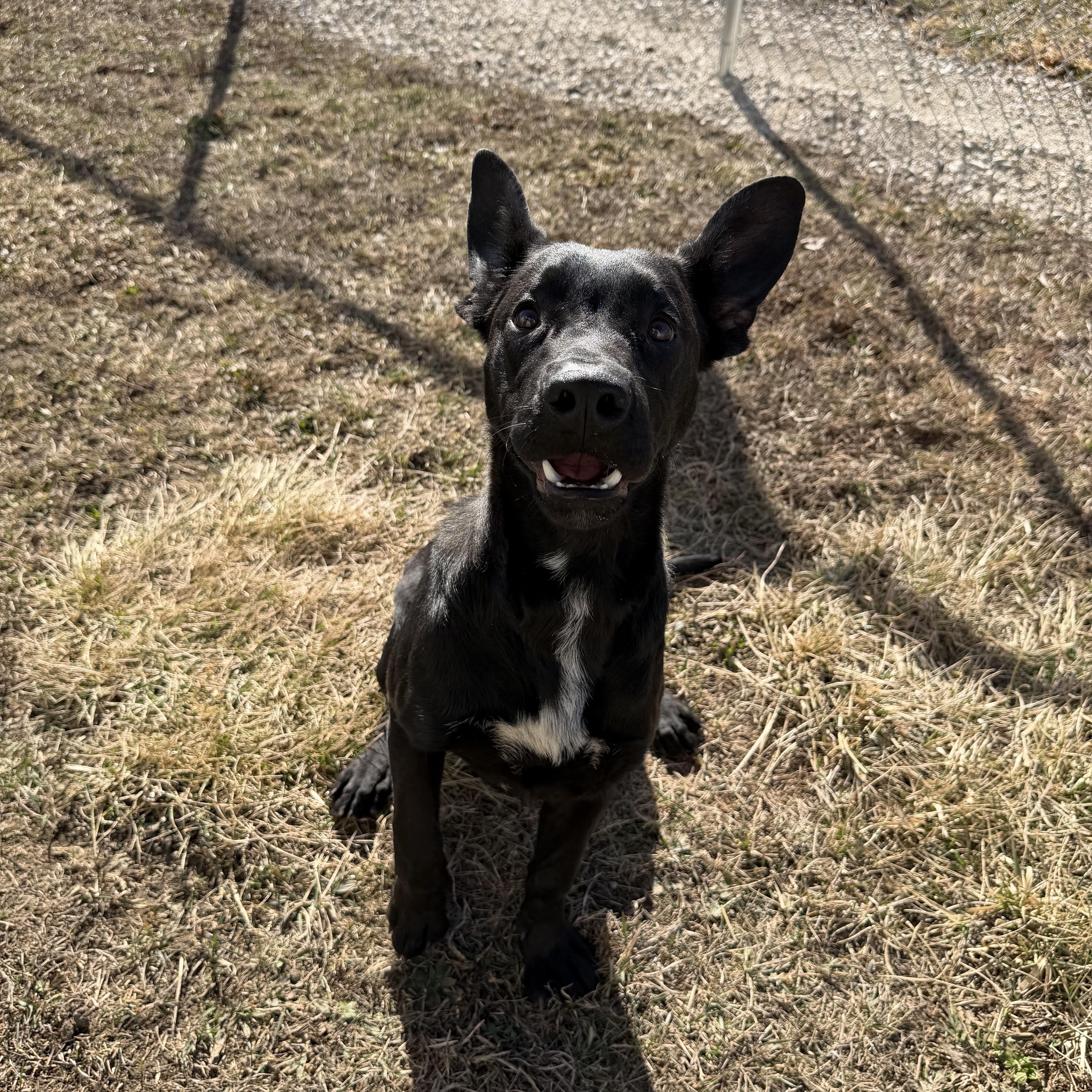 Enlarge Live Nation , a ADOPTABLE mixed breed in Clinton, IL image 5/5