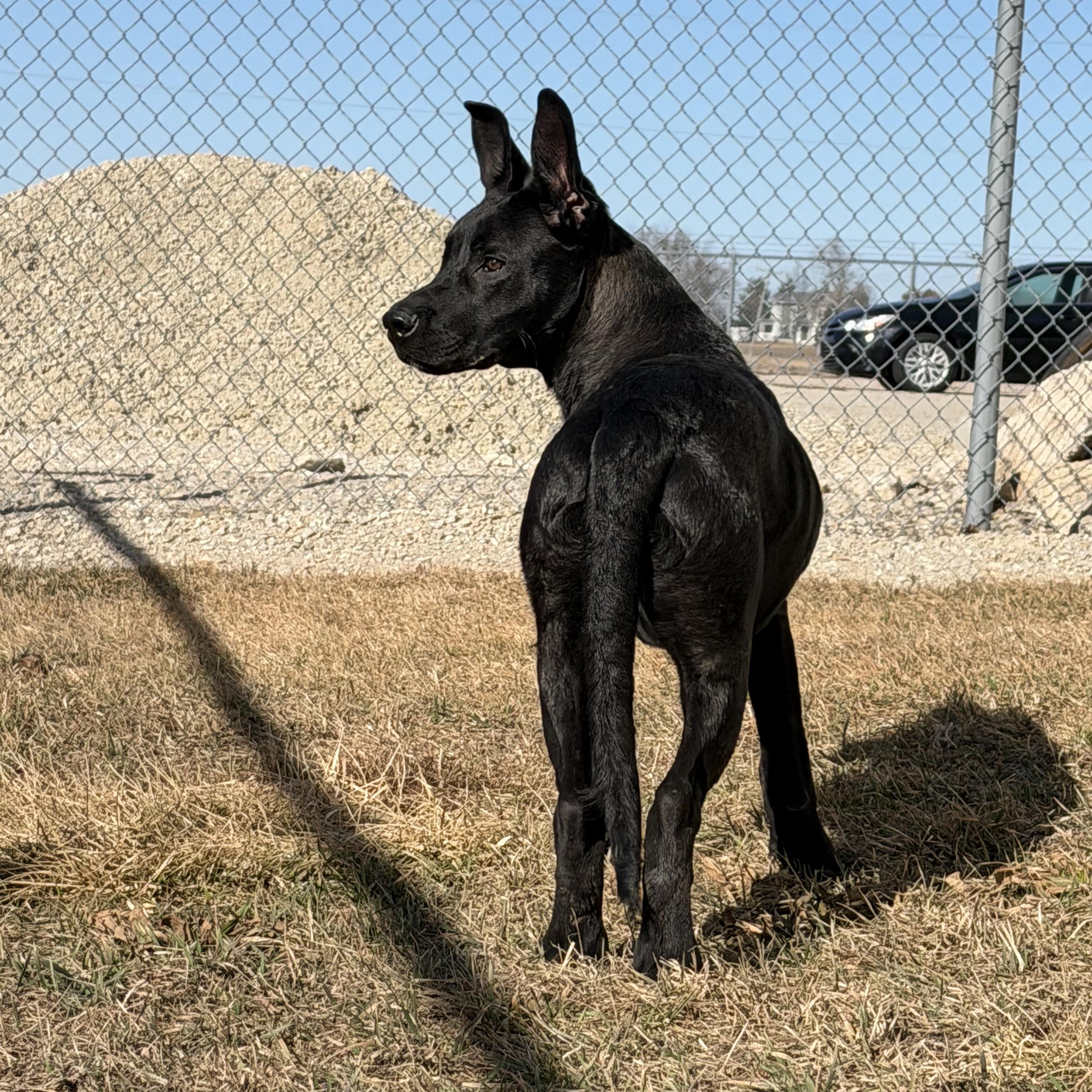Live Nation , ADOPTABLE, Young Male German Shepherd Dog.