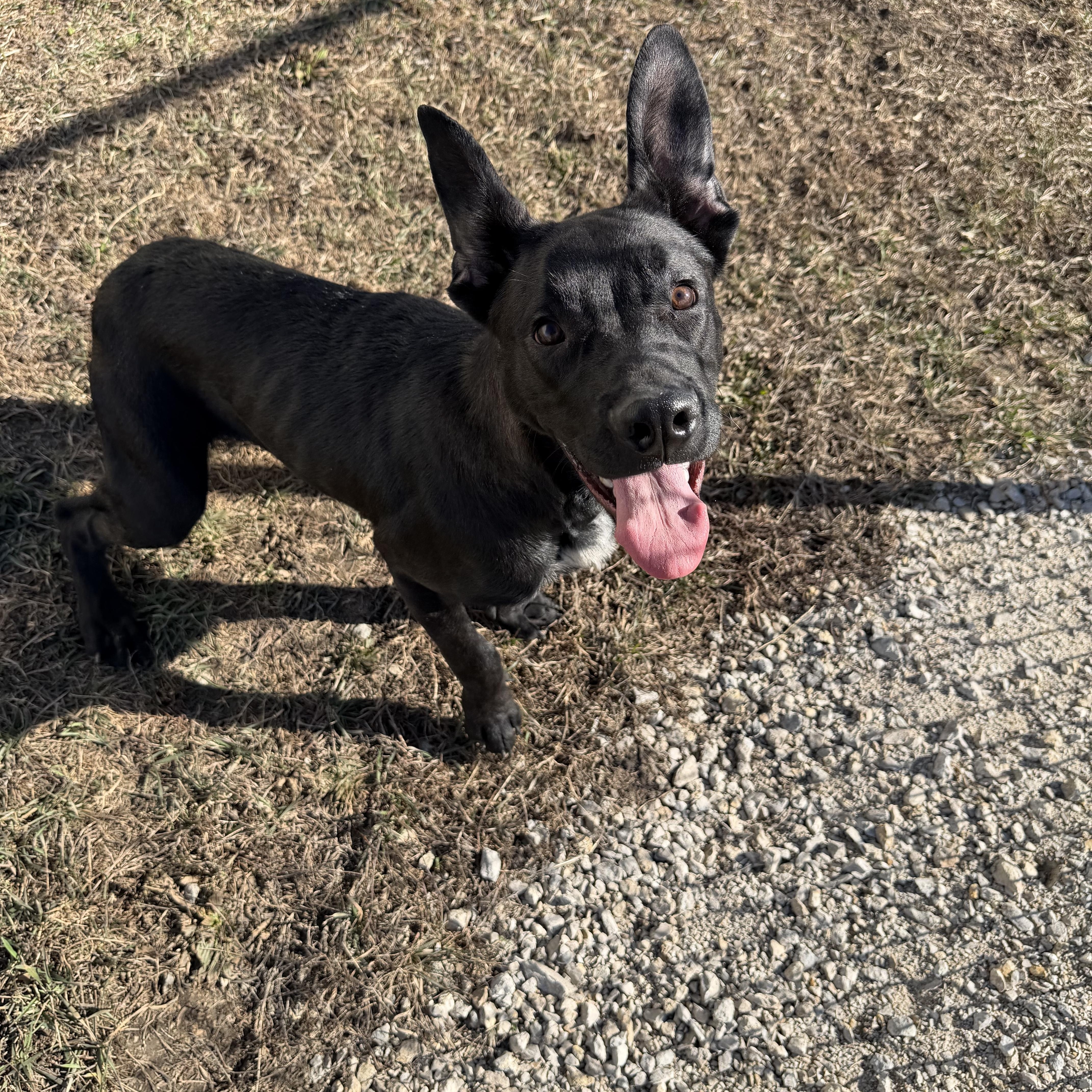 Enlarge Live Nation , a ADOPTABLE mixed breed in Clinton, IL image 3/5