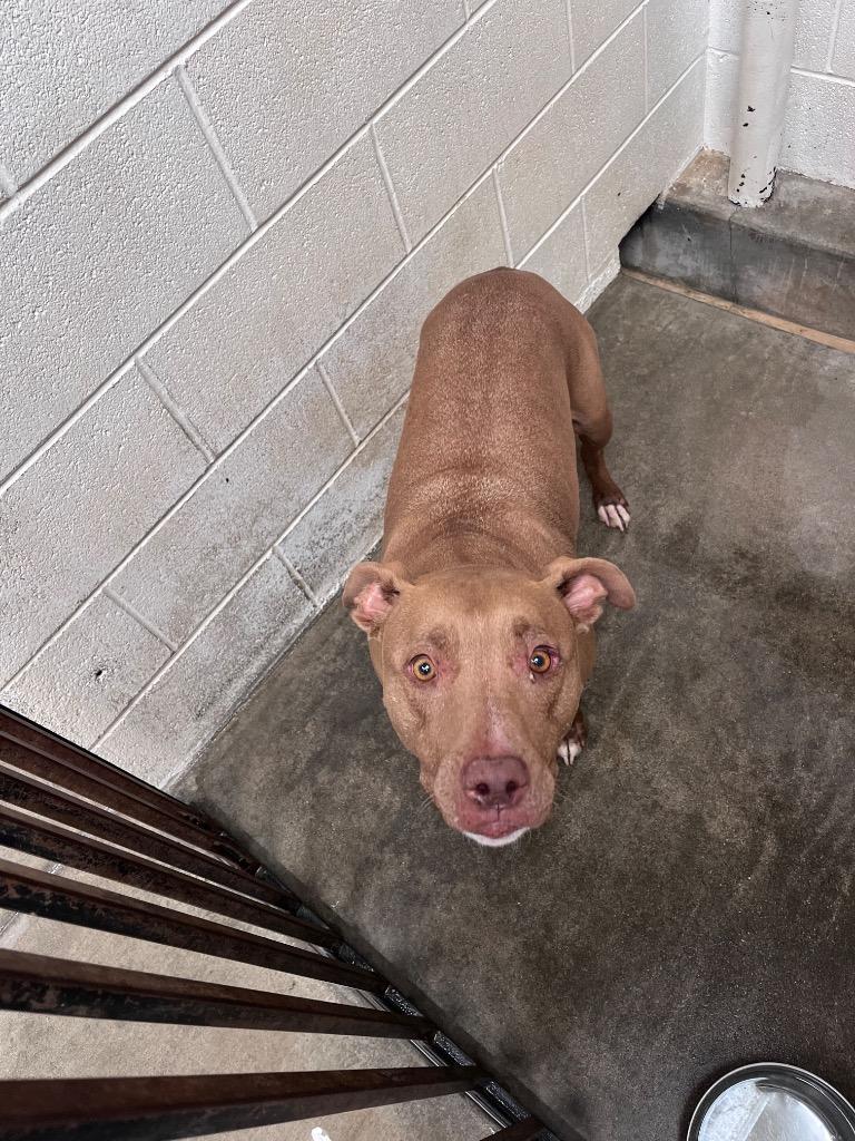 Gibbs, Adoptable, Adult Male Pit Bull Terrier.