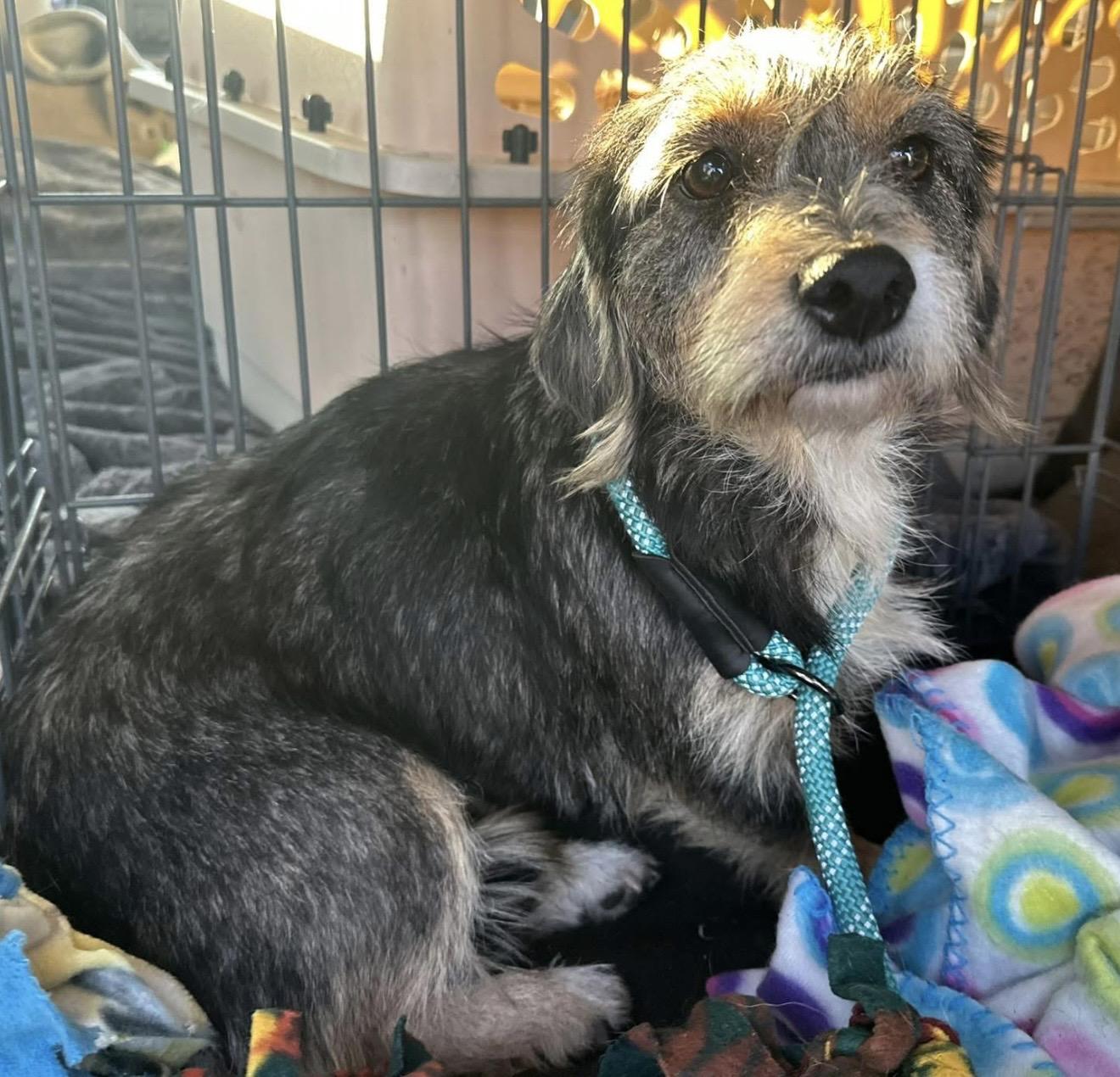 Odessa, ADOPTABLE, Adult Female Mixed Breed.