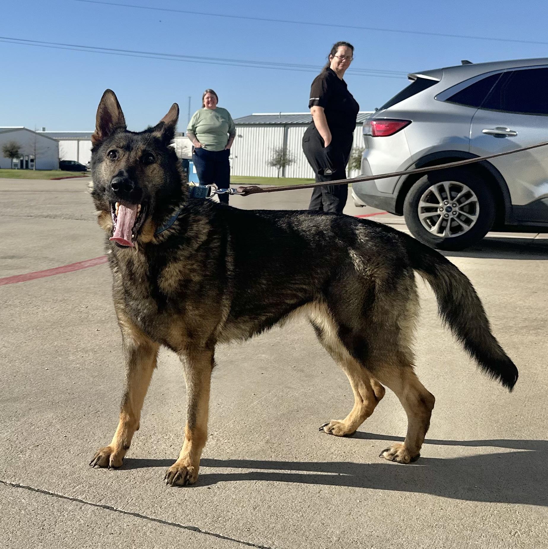Enlarge Ivy, a ADOPTABLE German Shepherd Dog in Dallas, TX image 3/6