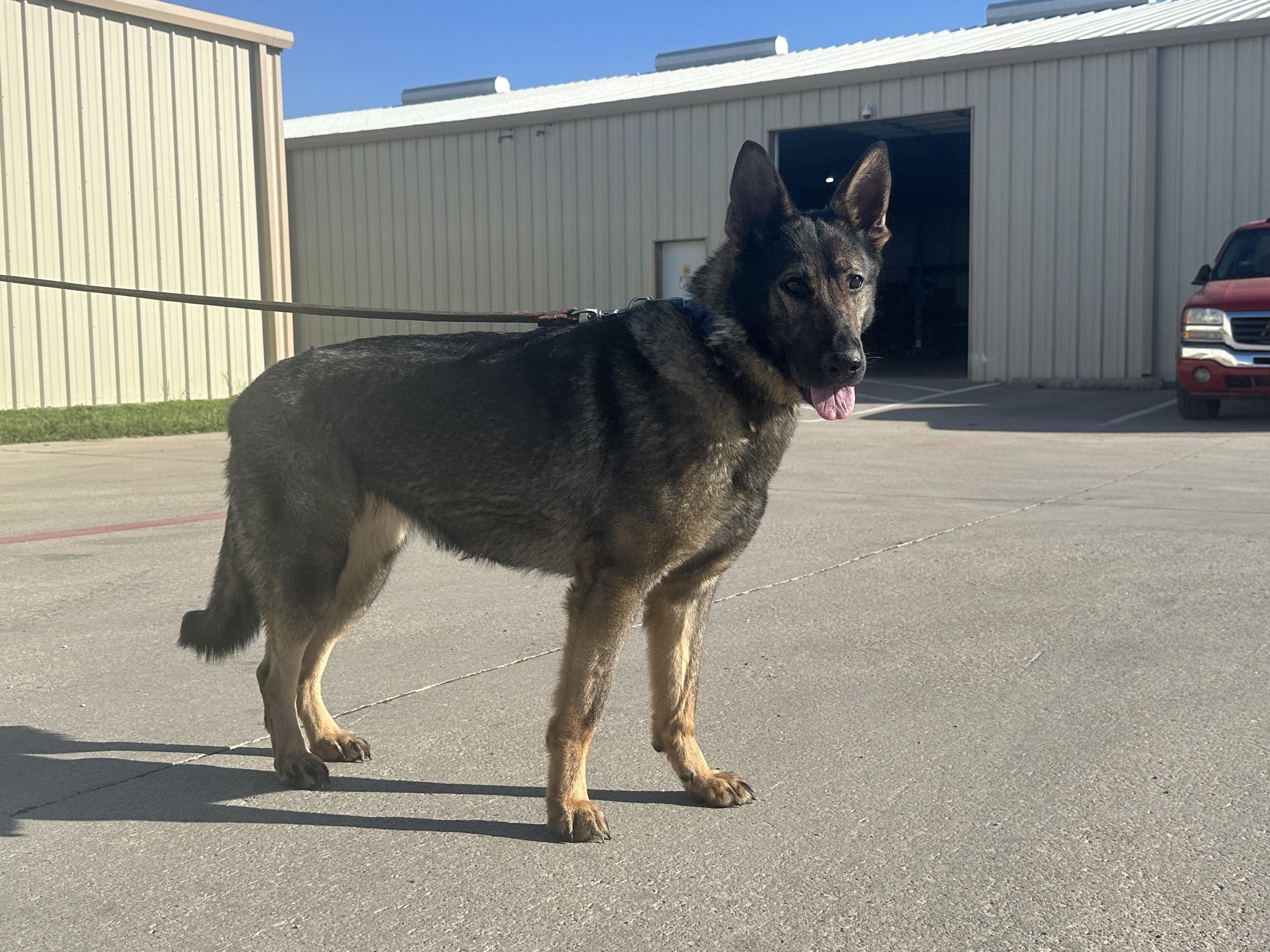 Enlarge Ivy, a ADOPTABLE German Shepherd Dog in Dallas, TX image 1/6