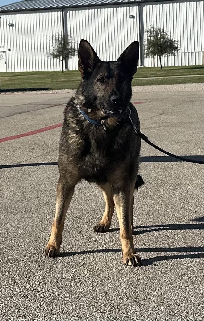 Enlarge Ivy, a ADOPTABLE German Shepherd Dog in Dallas, TX image 4/6