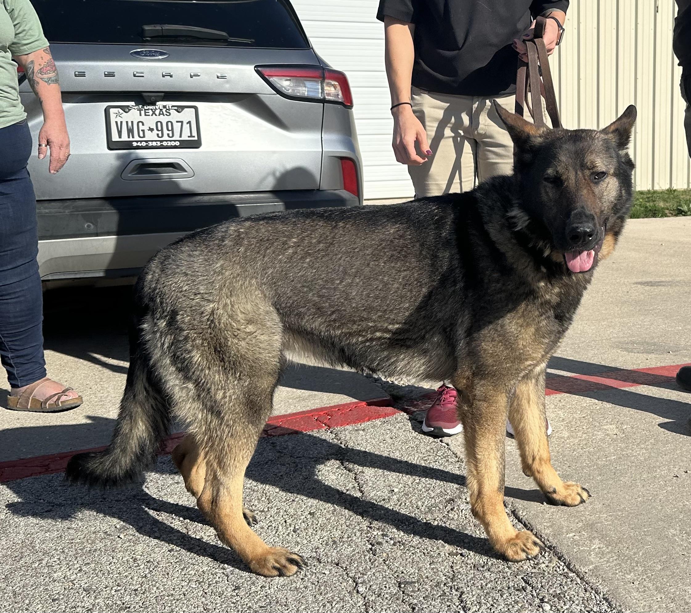 Enlarge Ivy, a ADOPTABLE German Shepherd Dog in Dallas, TX image 2/6