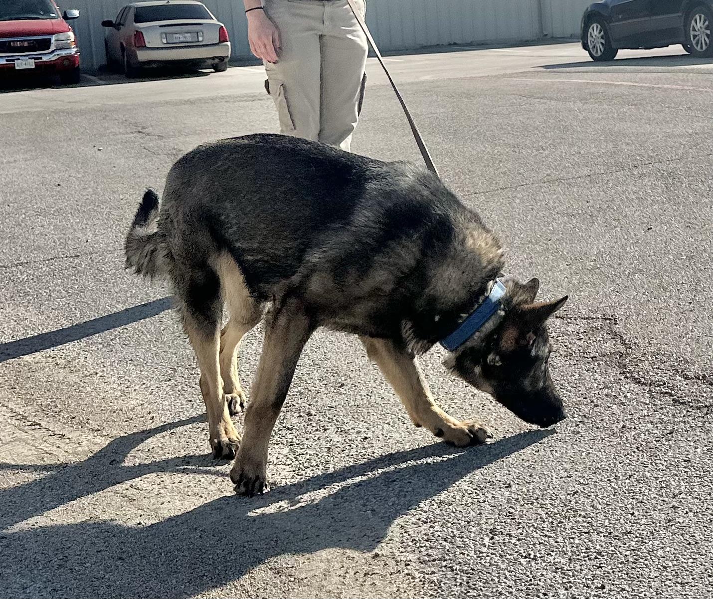 Enlarge Ivy, a ADOPTABLE German Shepherd Dog in Dallas, TX image 5/6