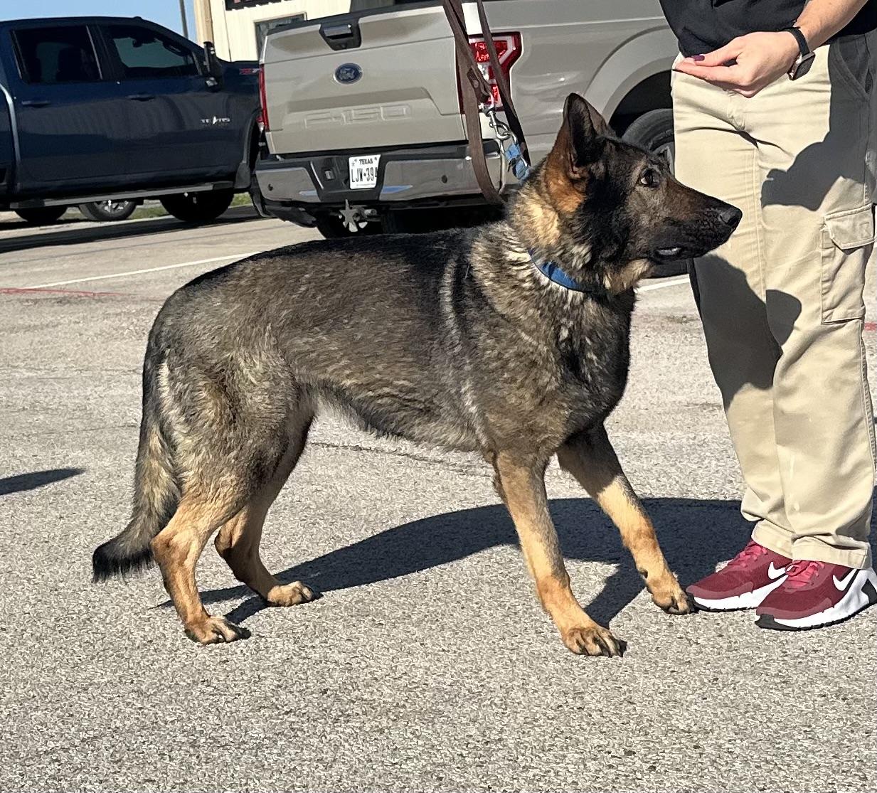 Enlarge Ivy, a ADOPTABLE German Shepherd Dog in Dallas, TX image 6/6