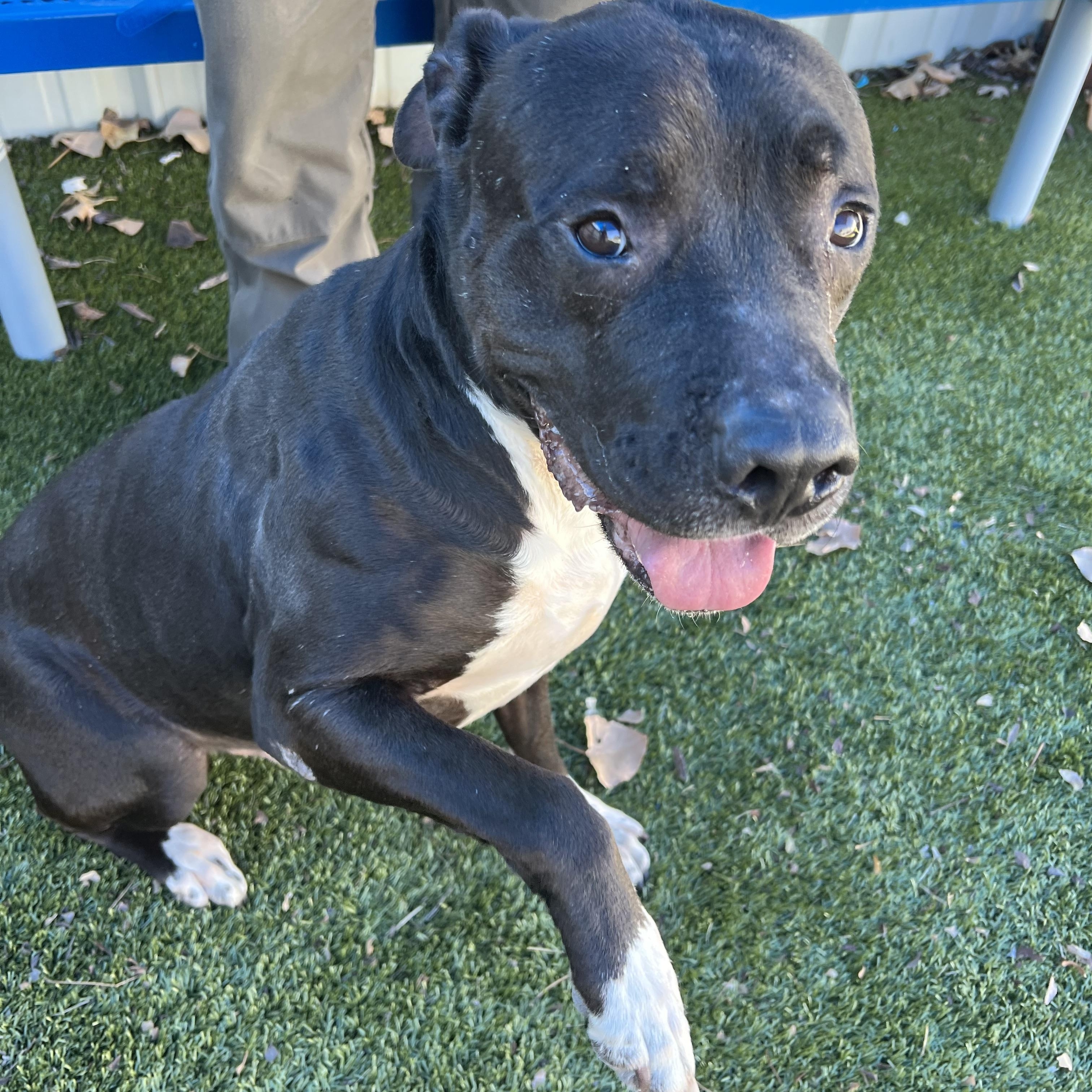 Enlarge Bronx, a ADOPTABLE mixed breed in Warr Acres, OK image 2/3