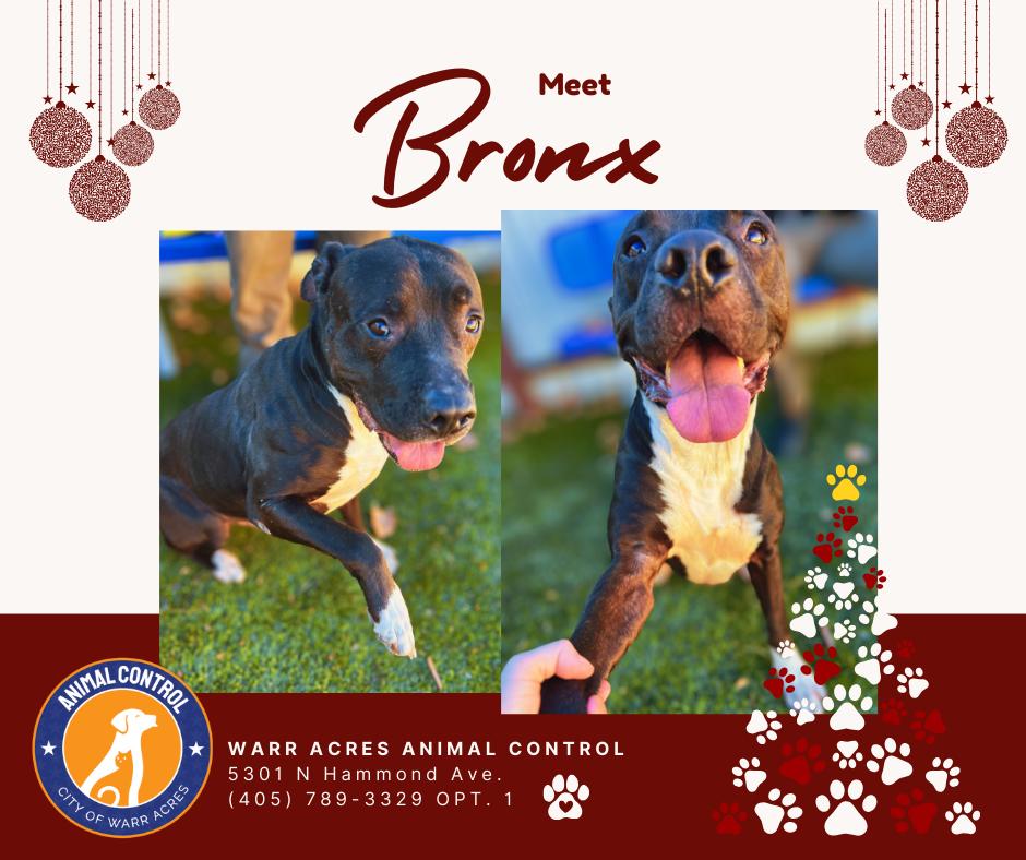 Enlarge Bronx, a ADOPTABLE mixed breed in Warr Acres, OK image 3/3