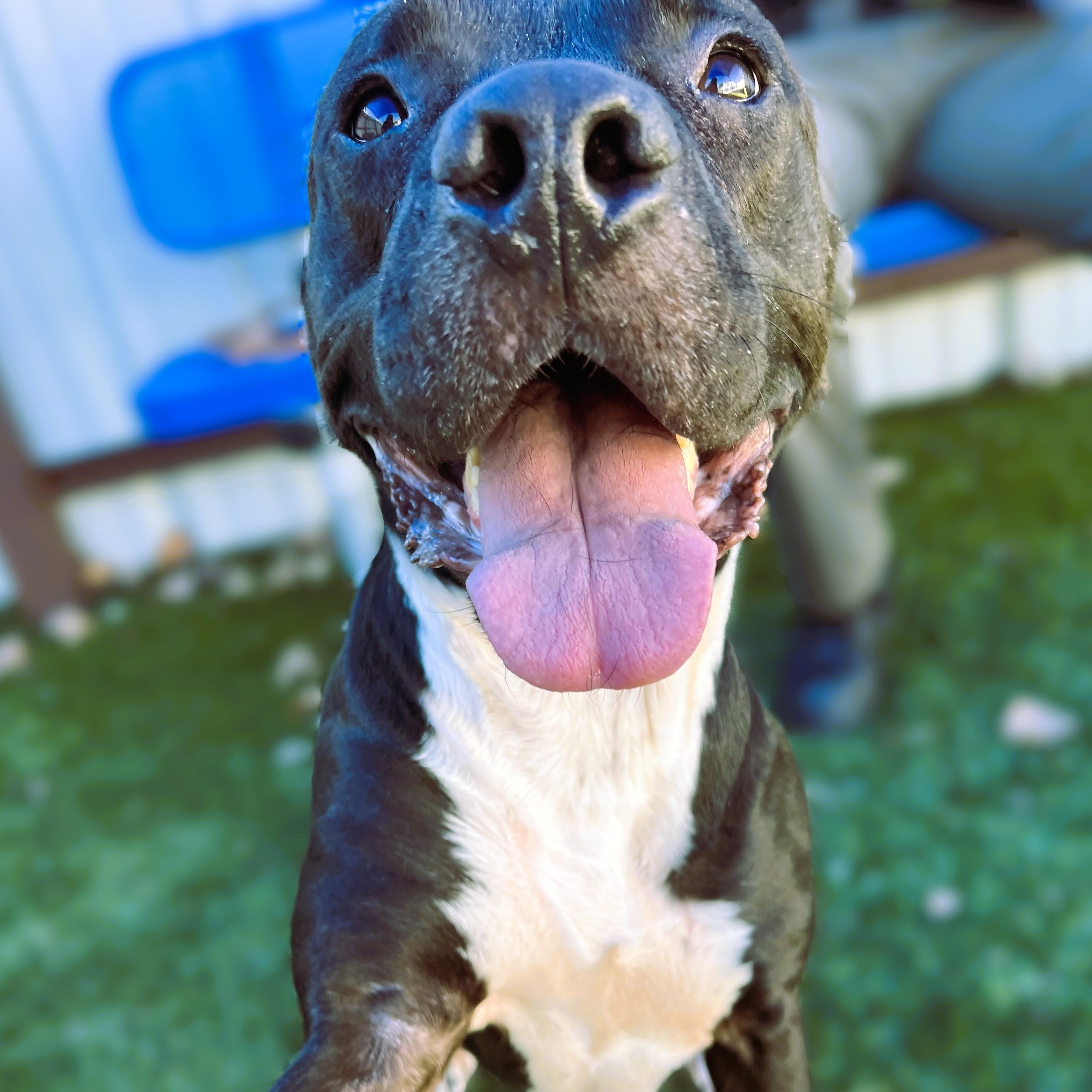 Enlarge Bronx, a ADOPTABLE mixed breed in Warr Acres, OK image 1/3