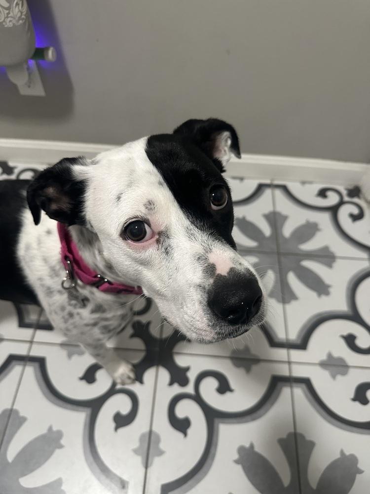 Enlarge Star, a Adoptable mixed breed in Akron, OH image 1/6