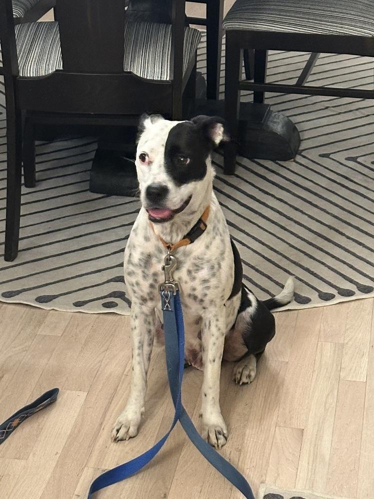 Enlarge Star, a Adoptable mixed breed in Akron, OH image 2/6