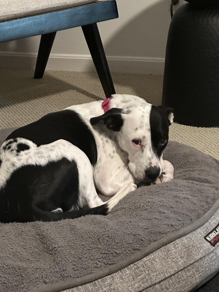 Enlarge Star, a Adoptable mixed breed in Akron, OH image 6/6