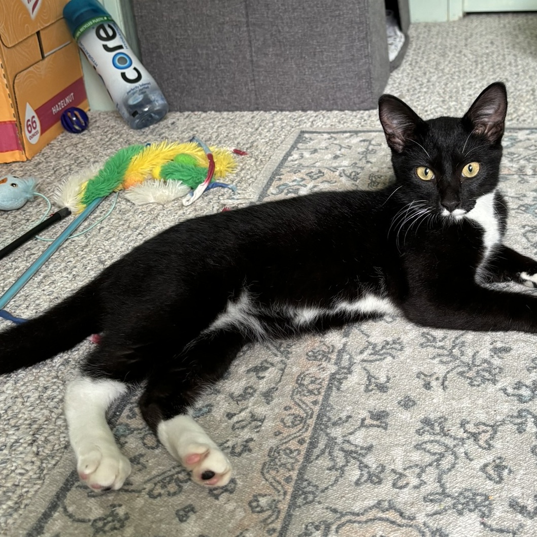 Enlarge Mr Kitty, a Adopted Domestic Short Hair in DeLand, FL image 3/6