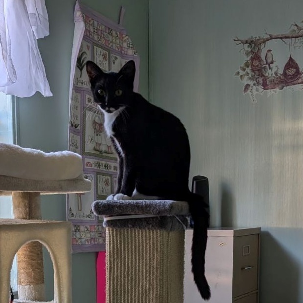 Enlarge Mr Kitty, a Adopted Domestic Short Hair in DeLand, FL image 2/6