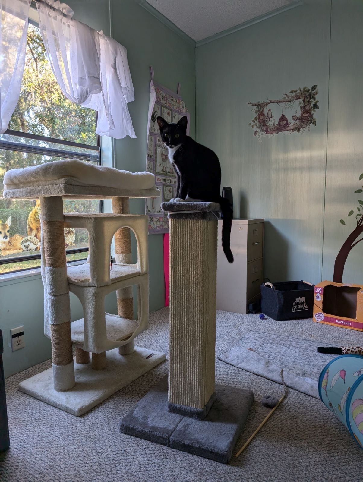 Enlarge Mr Kitty, a Adopted Domestic Short Hair in DeLand, FL image 6/6