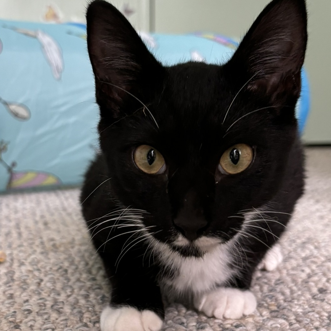 Enlarge Mr Kitty, a Adopted Domestic Short Hair in DeLand, FL image 4/6