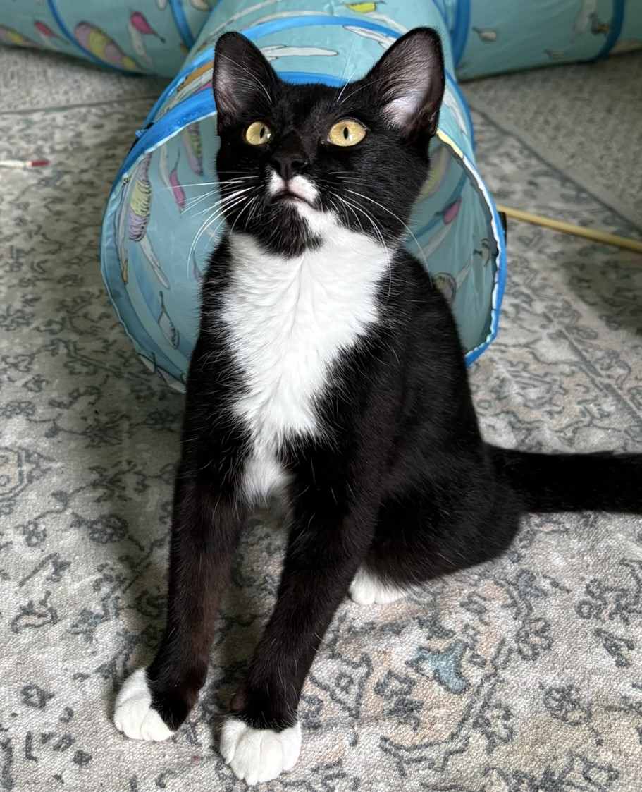 Enlarge Mr Kitty, a Adopted Domestic Short Hair in DeLand, FL image 1/6