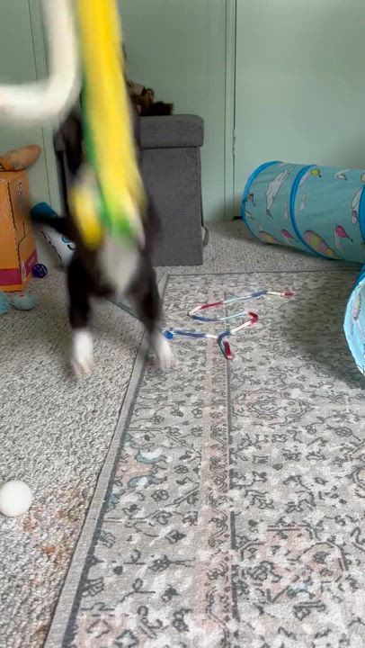 Enlarge Mr Kitty, a Adopted Domestic Short Hair in DeLand, FL video 5/6