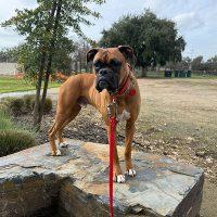 Enlarge Monkey, an adopted Boxer in Davis, CA image 4/6