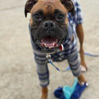 Enlarge Monkey, an adopted Boxer in Davis, CA image 2/6